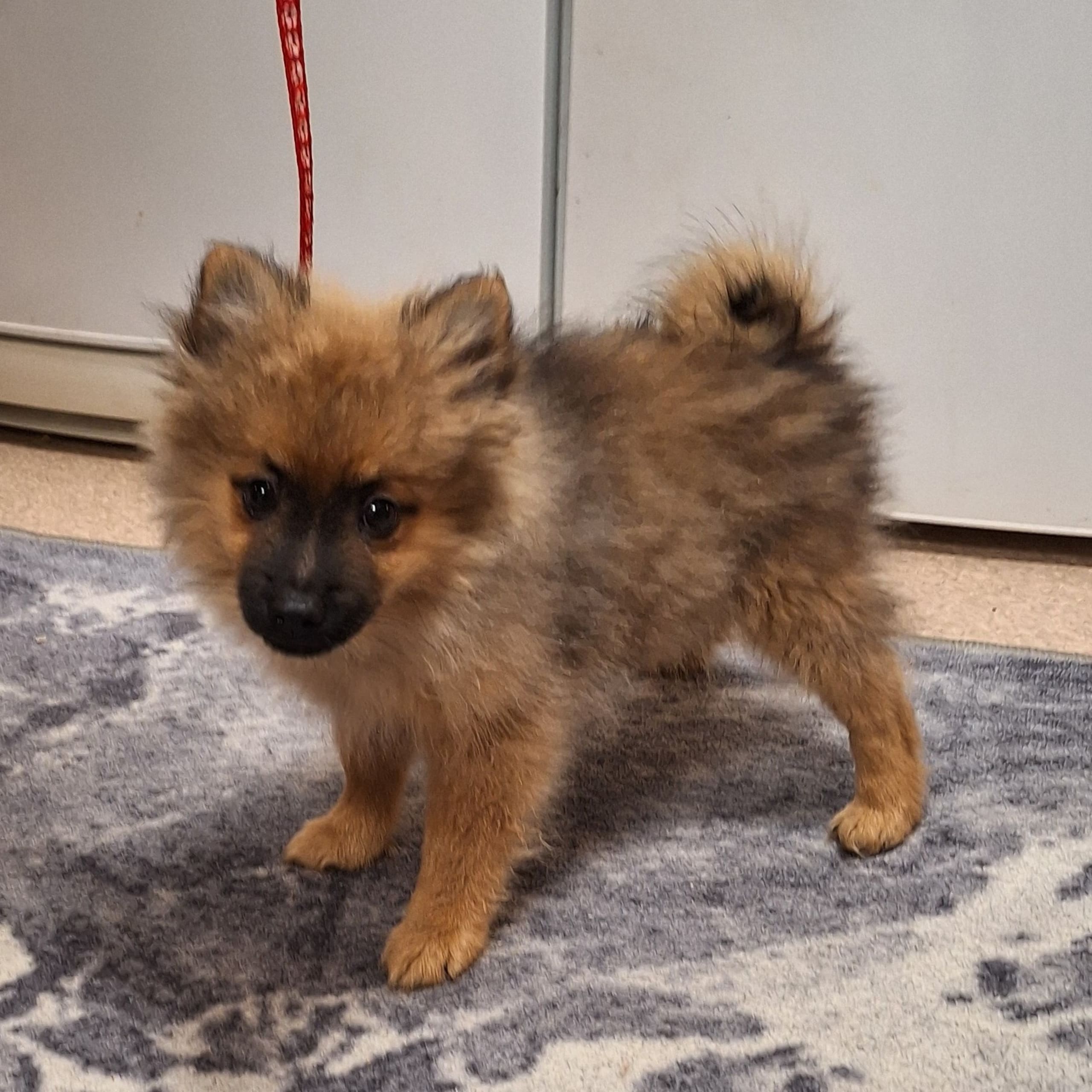 Tysk spets – mittelspitz