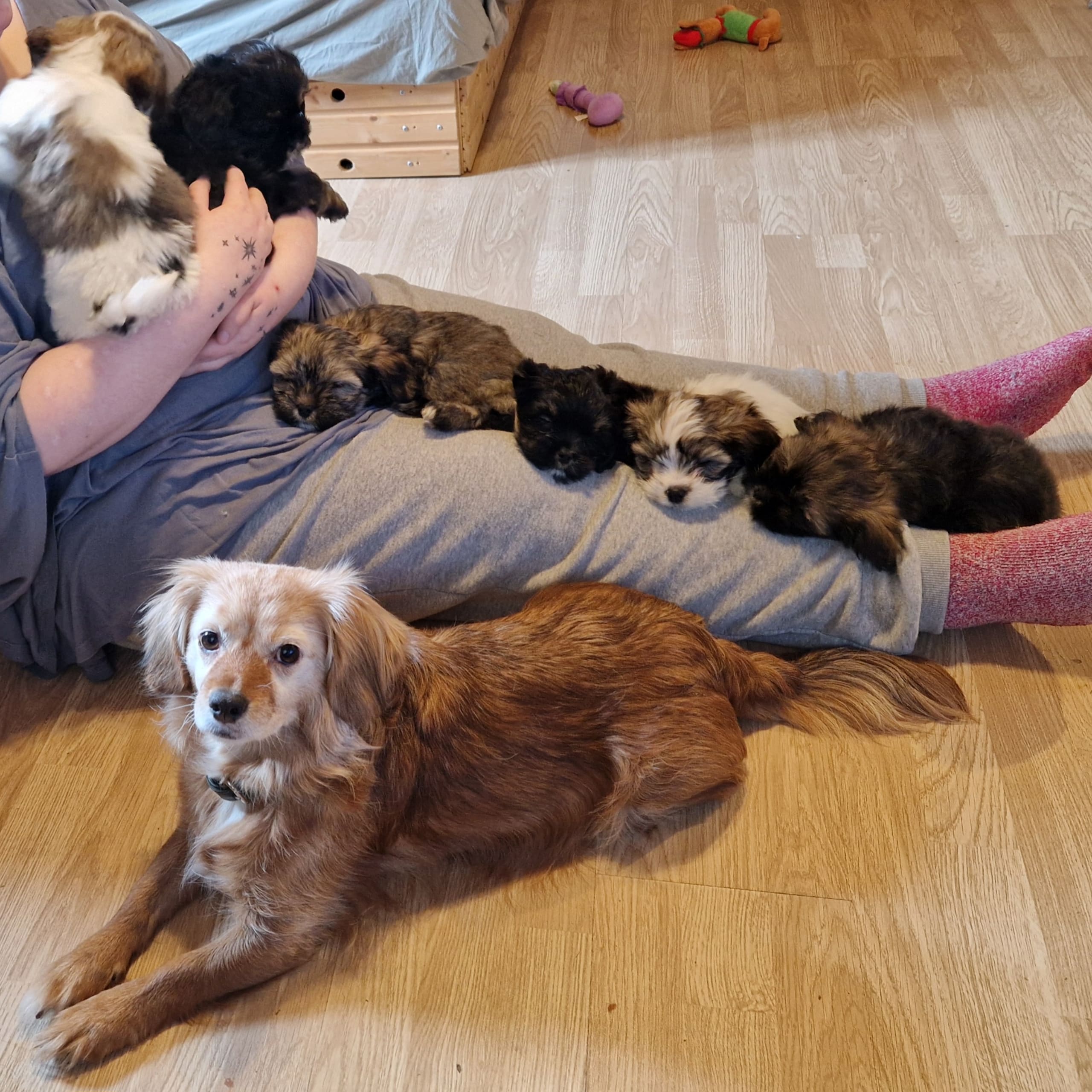 Lhasa apso och Cavaljer King Charles Spaniel