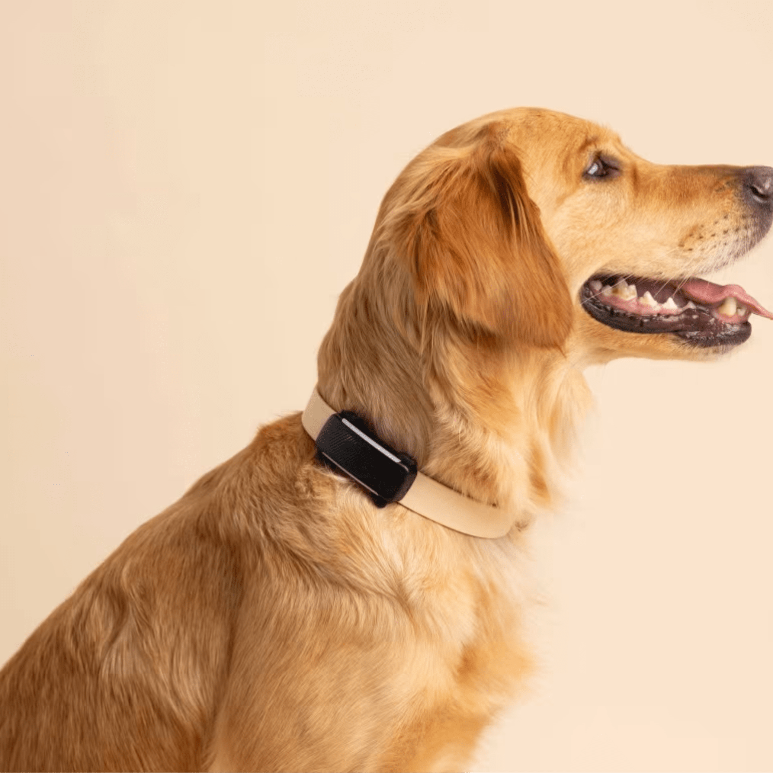 Tractive GPS for Dogs – Smart and Reliable Tracking
