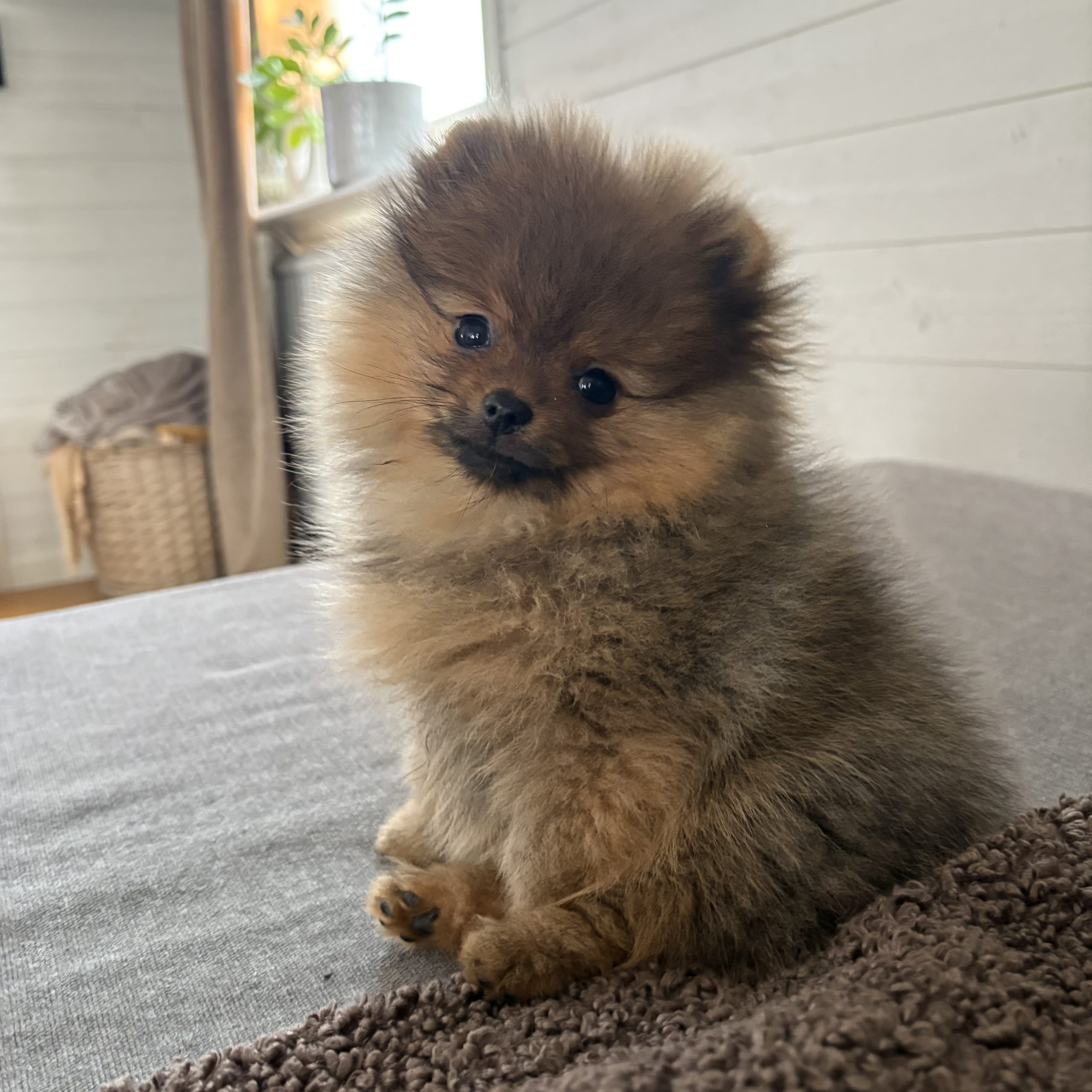 Pomeranian