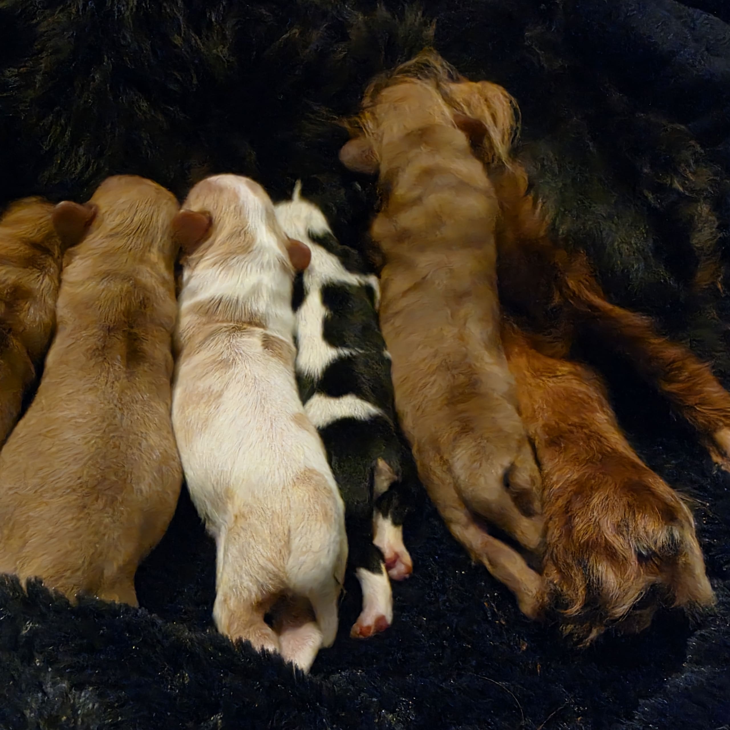 King Charles Spaniel