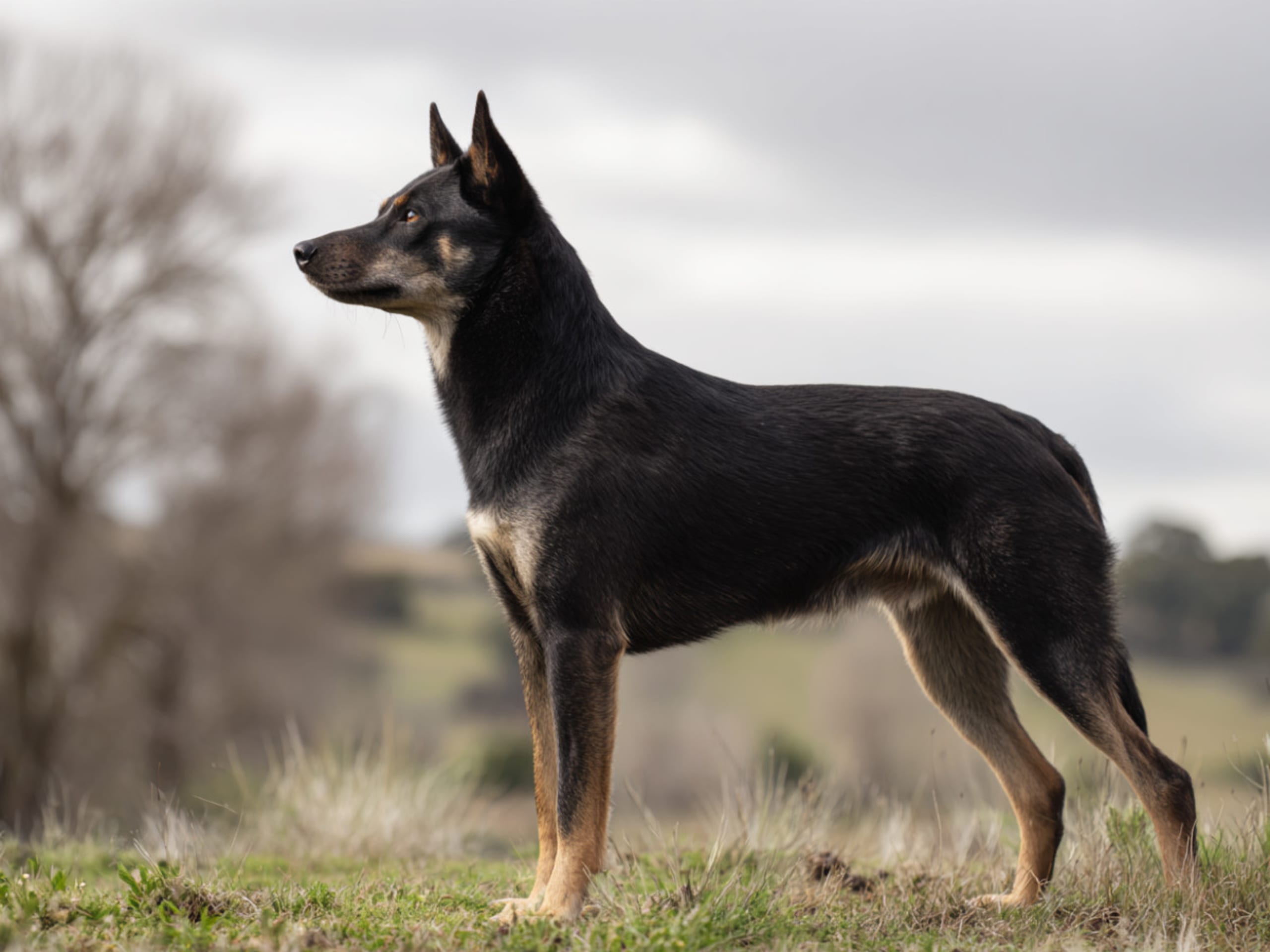 Australian kelpie
