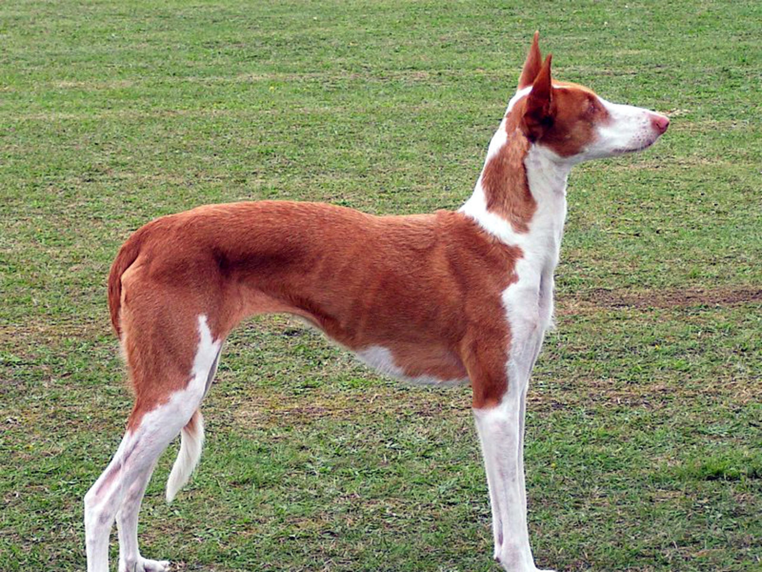 Ibizan Hound