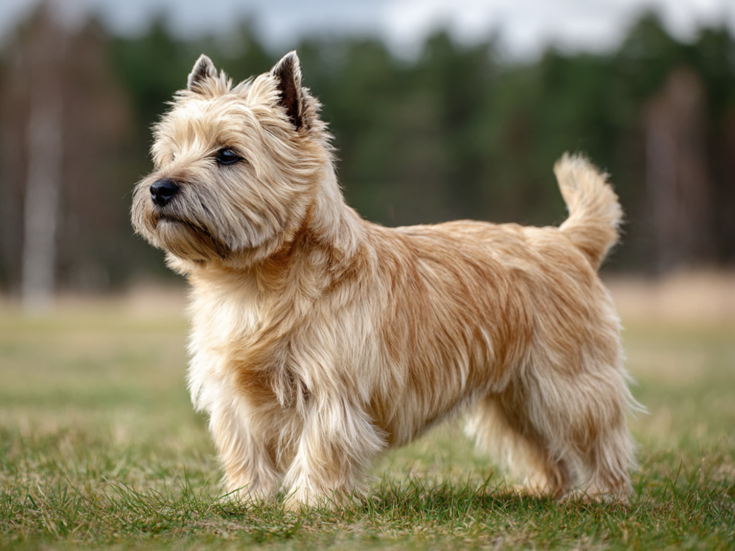 Cairn Terrier