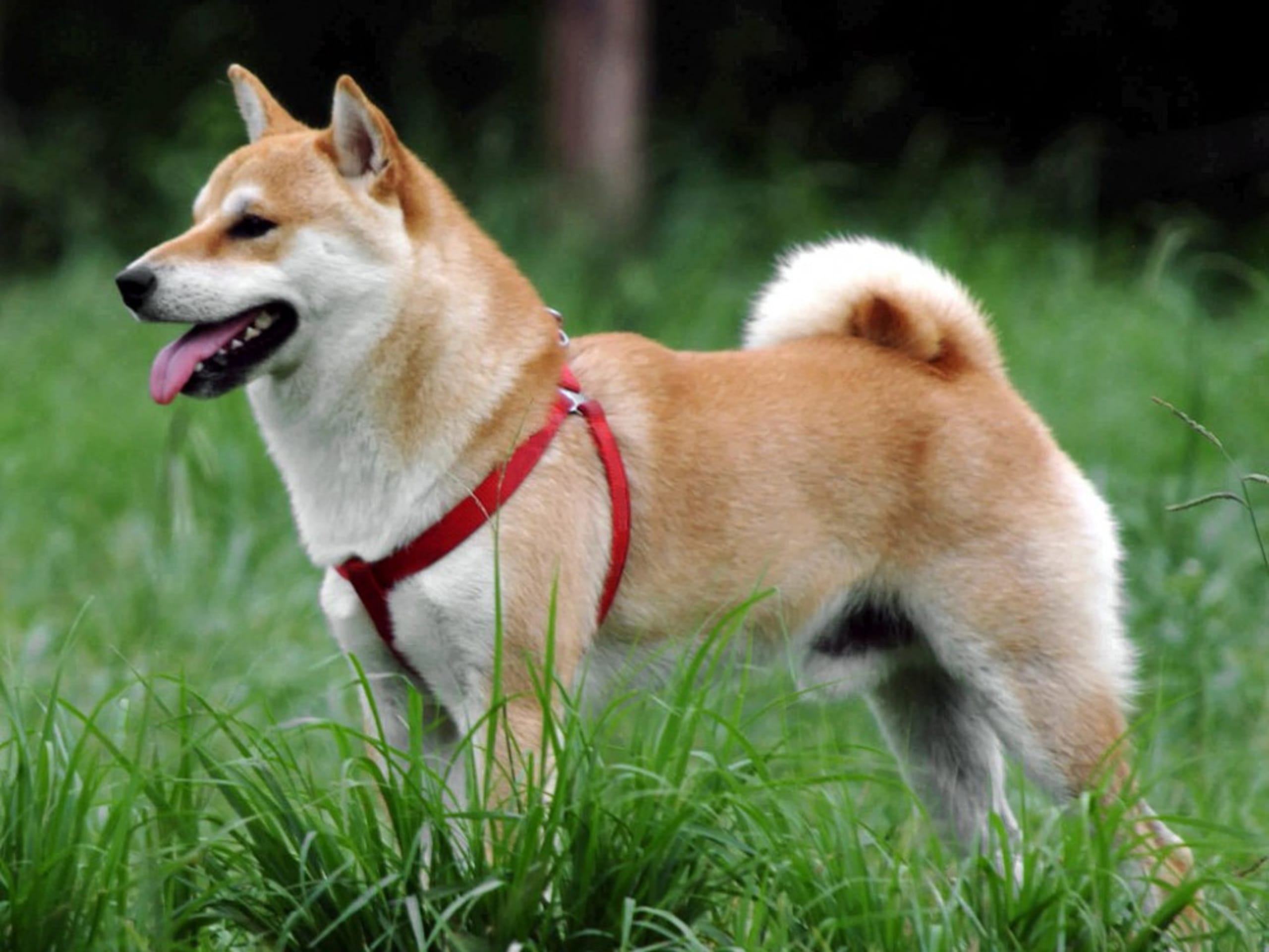 Shiba