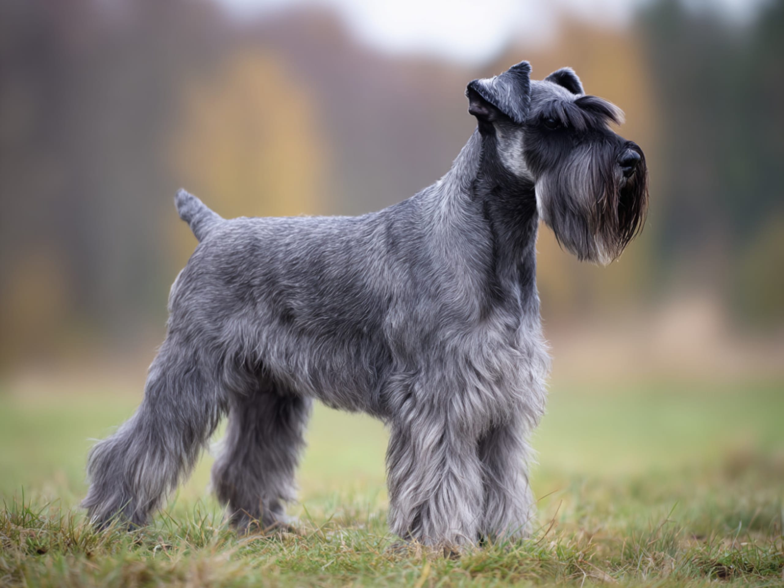 Schnauzer