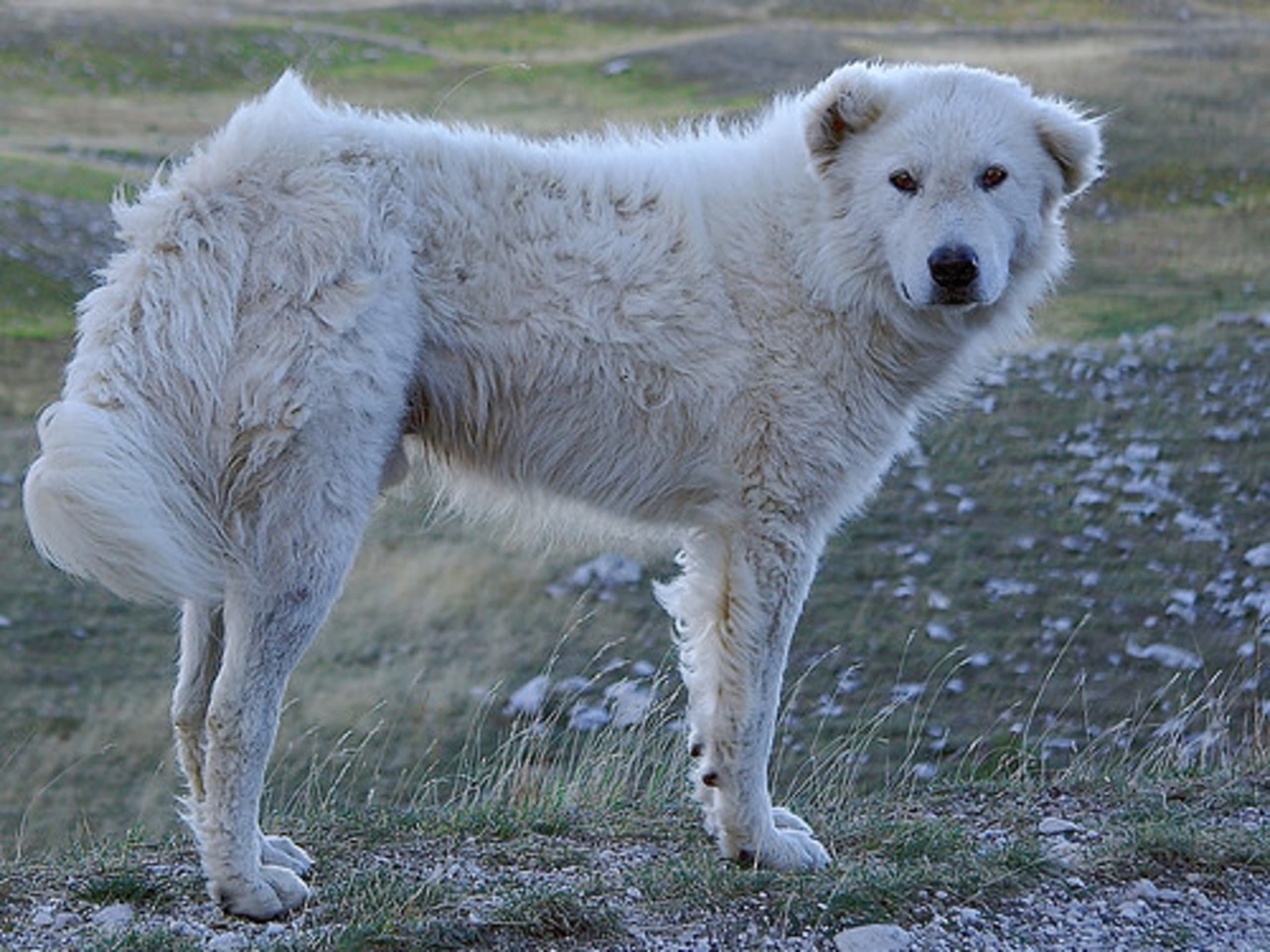 Maremma Abruzzese Sheepdog