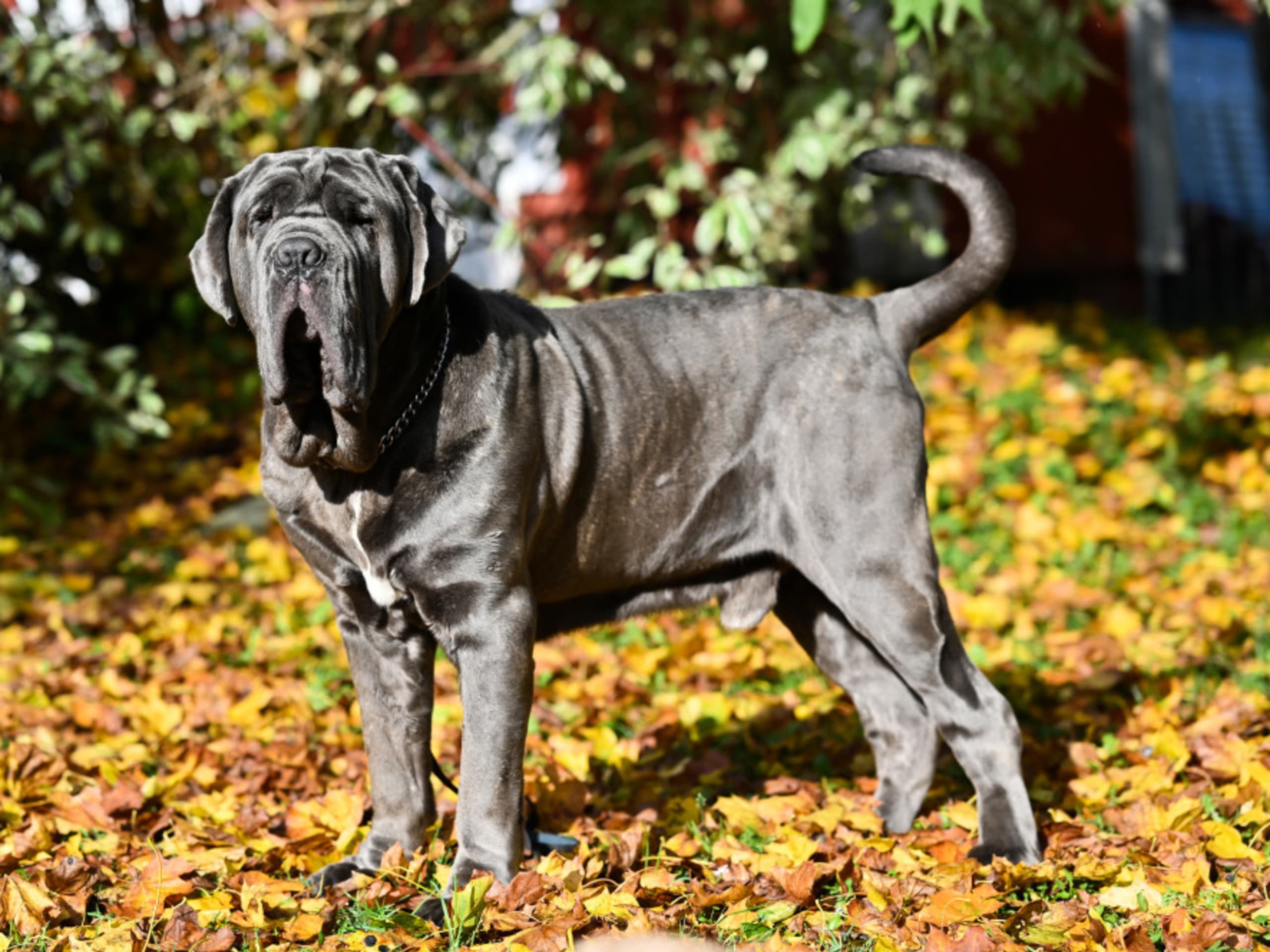 Neapolitan Mastiff