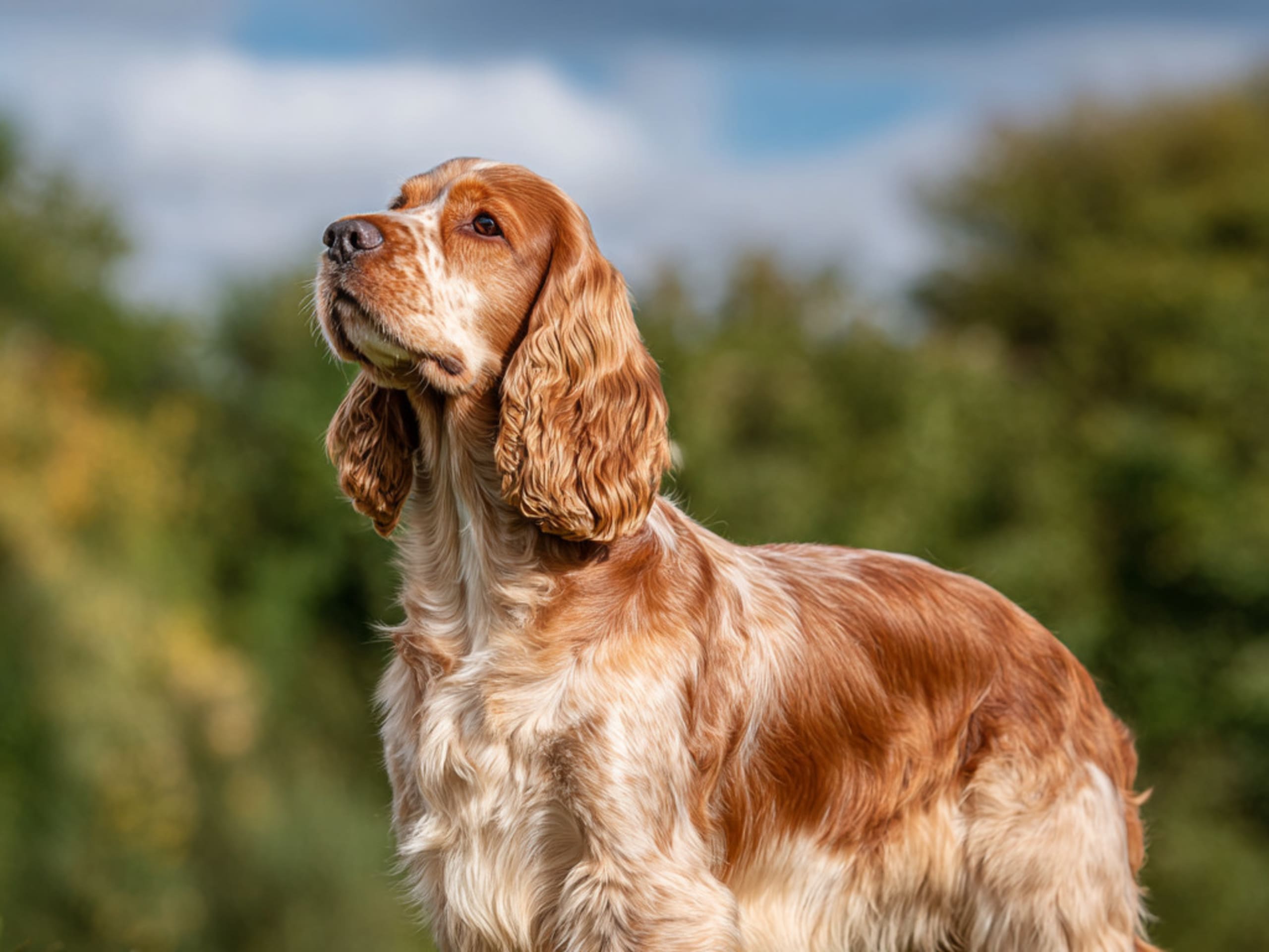 Cocker spaniel