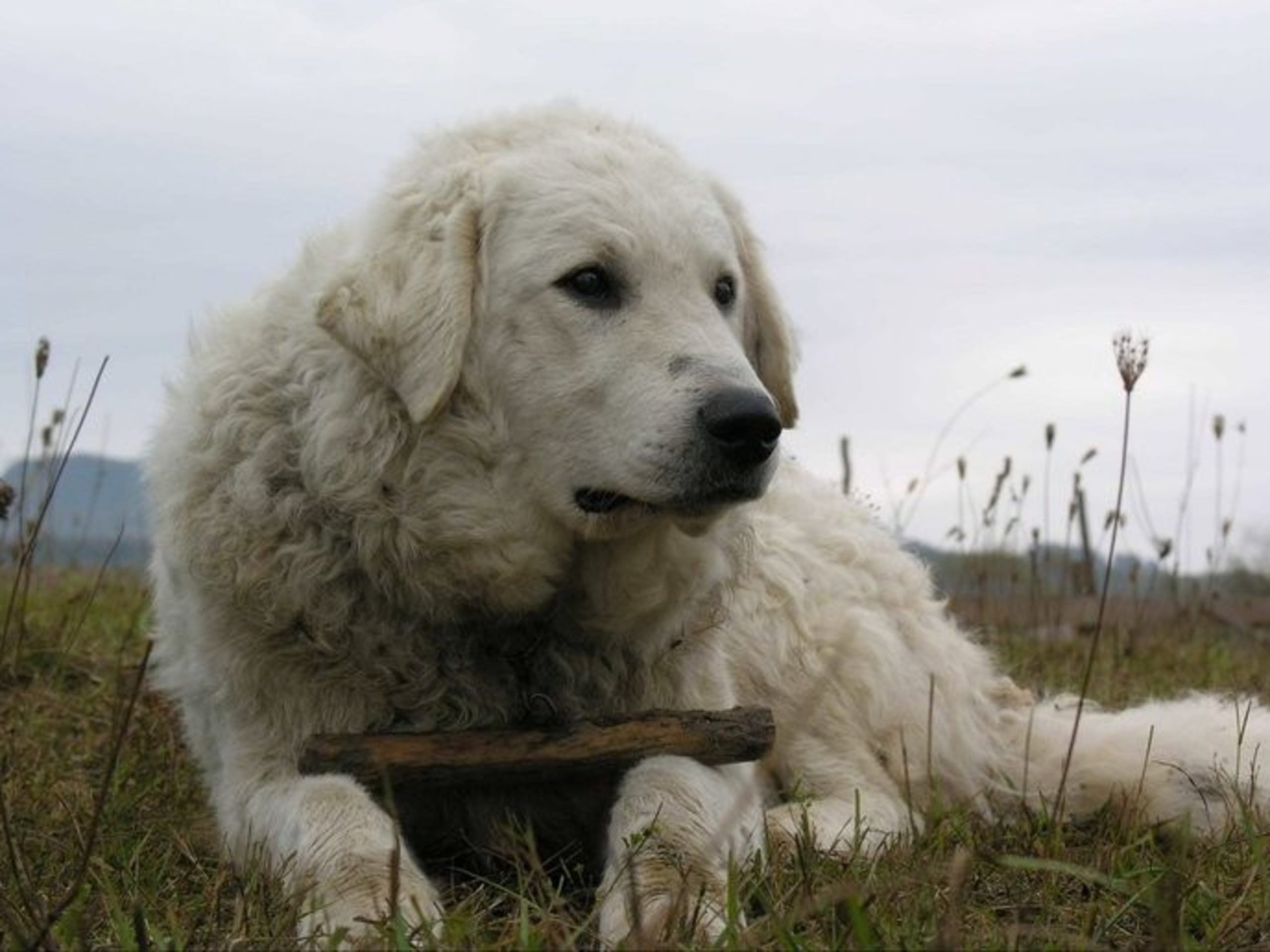 Kuvasz