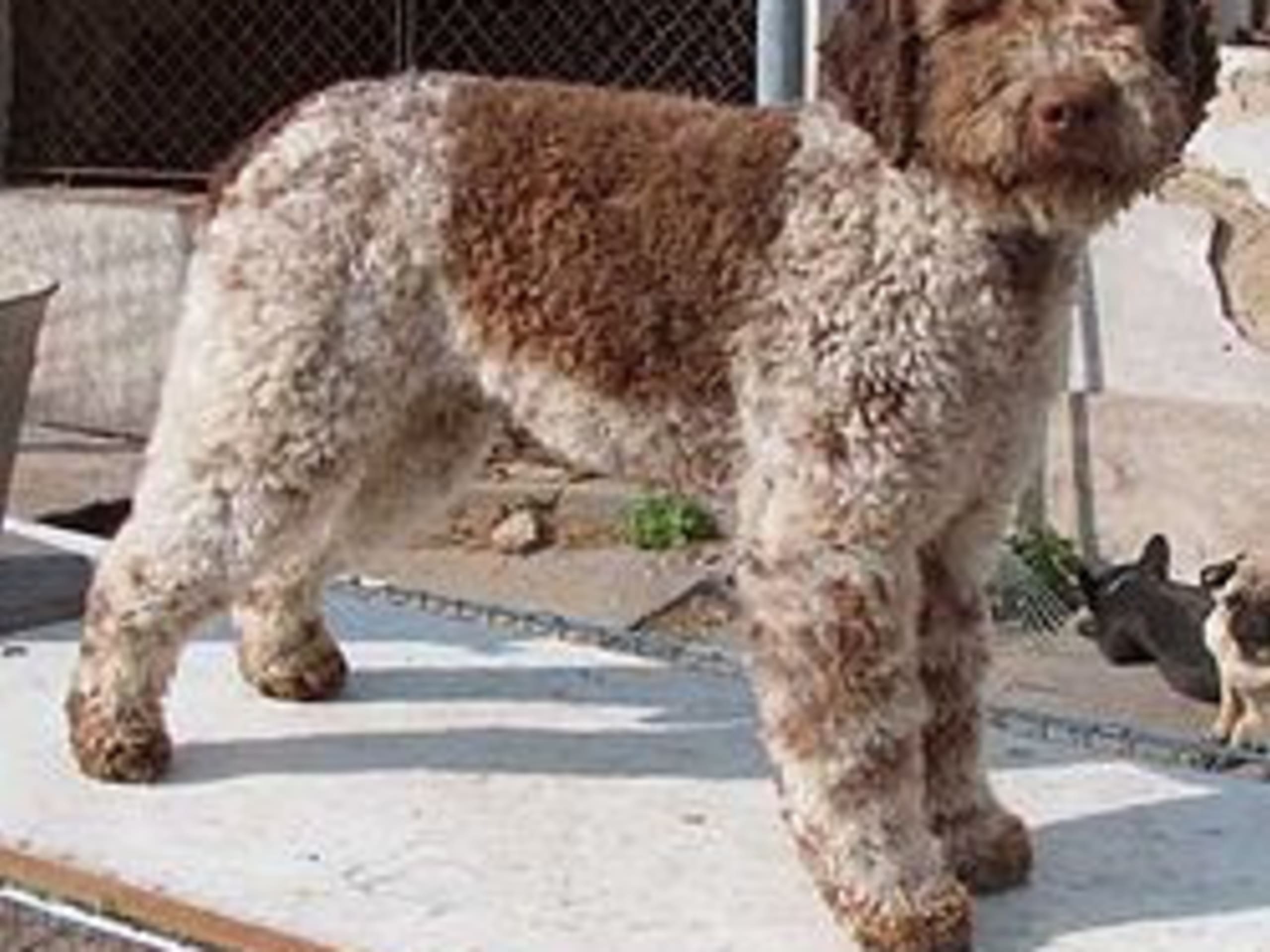 Lagotto romagnolo