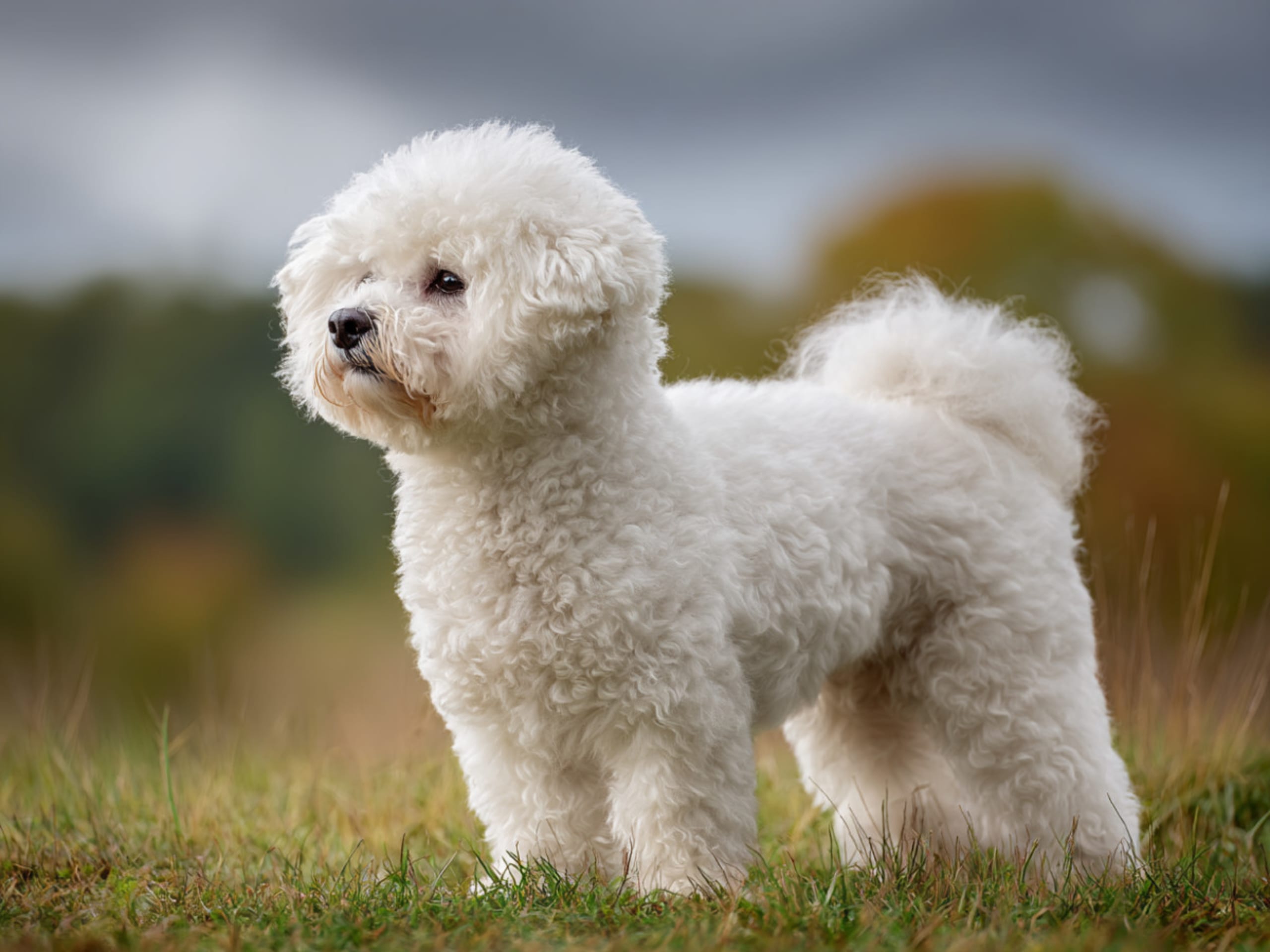 Bichon frisé