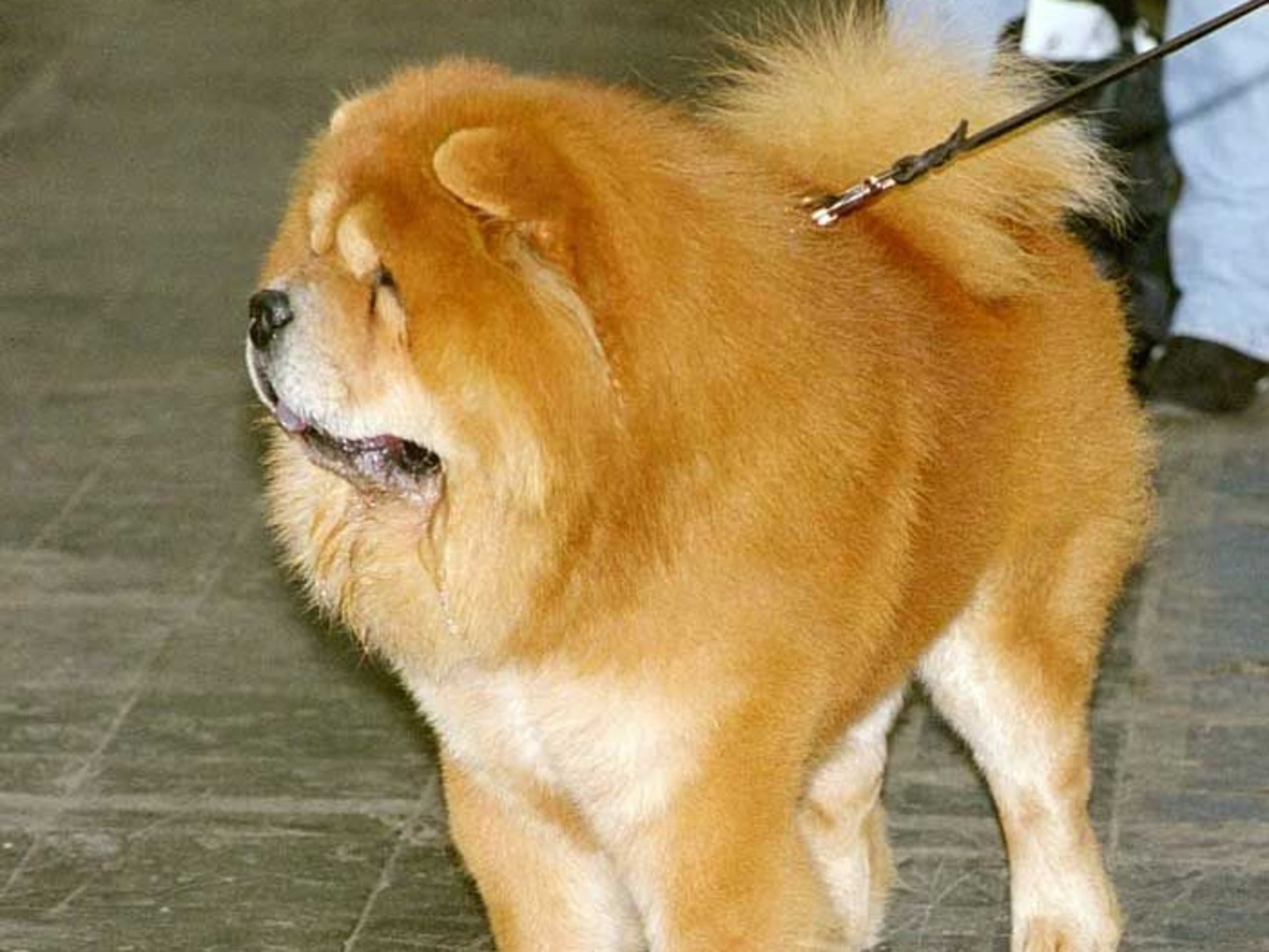 Chow chow