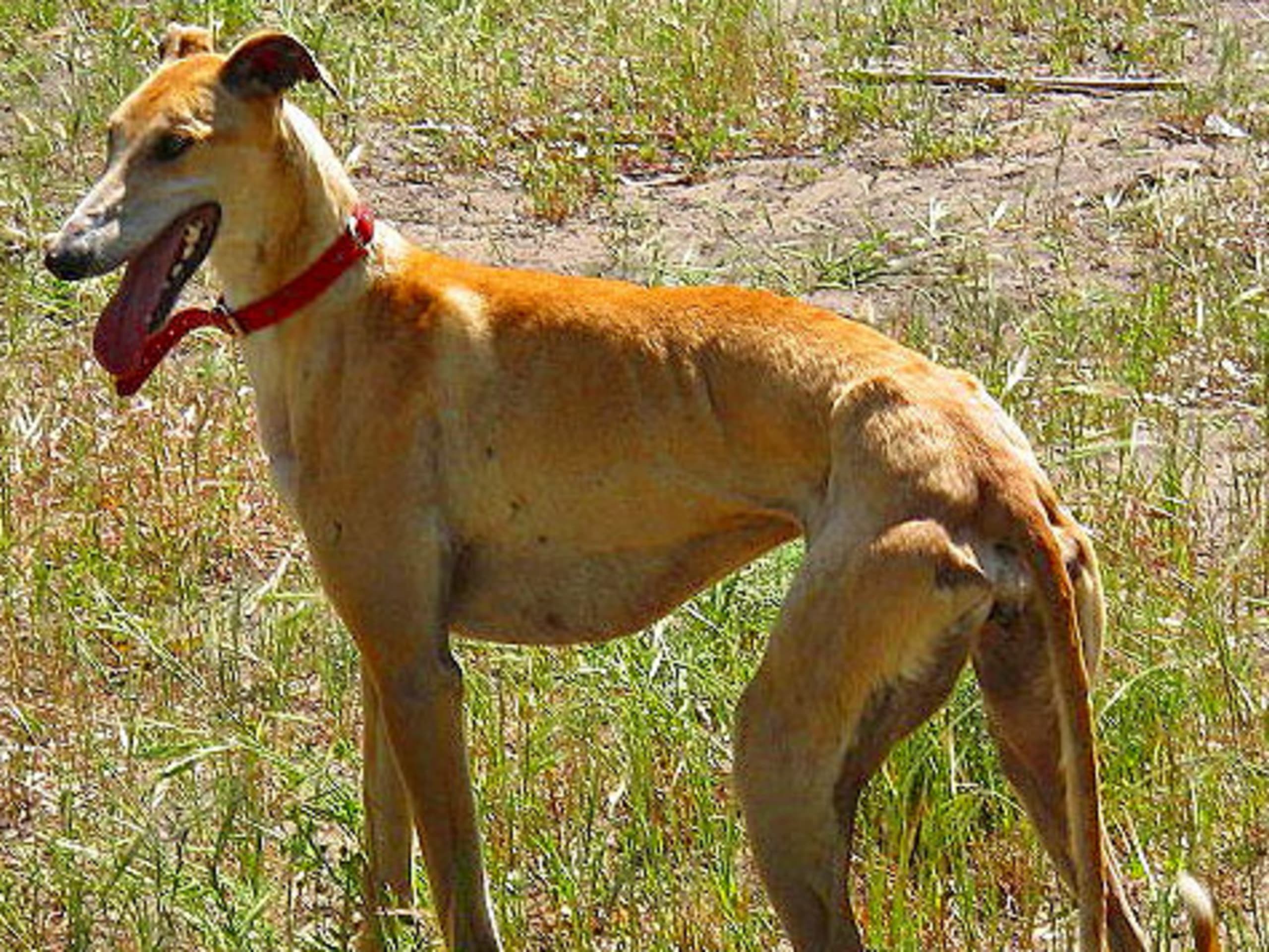 Spanish Greyhound