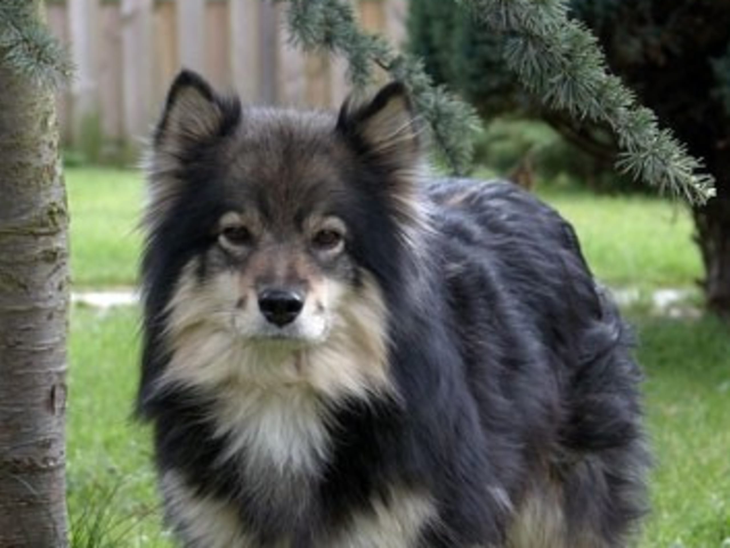 Finnish Lapphund