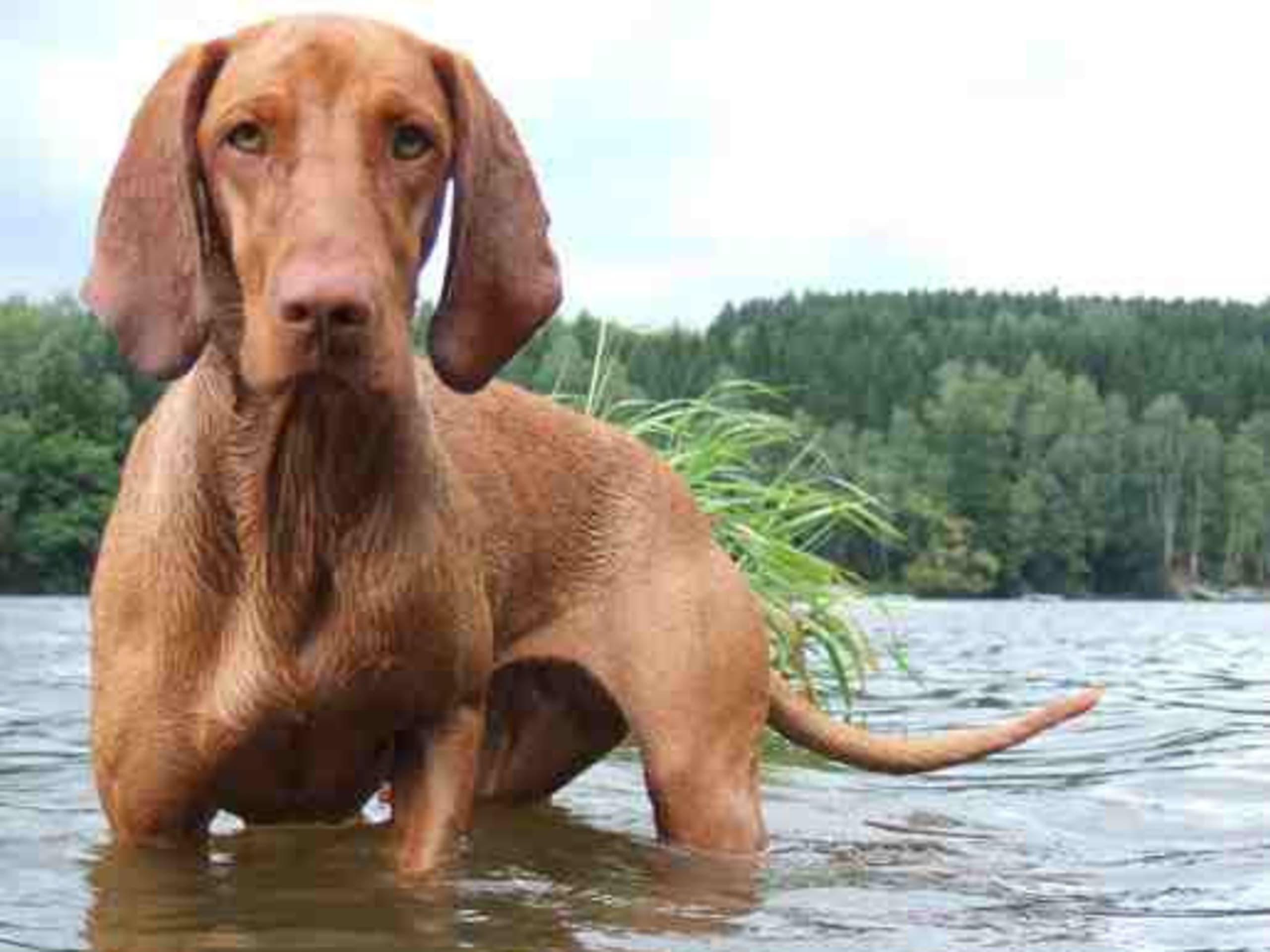 Ungersk vizsla