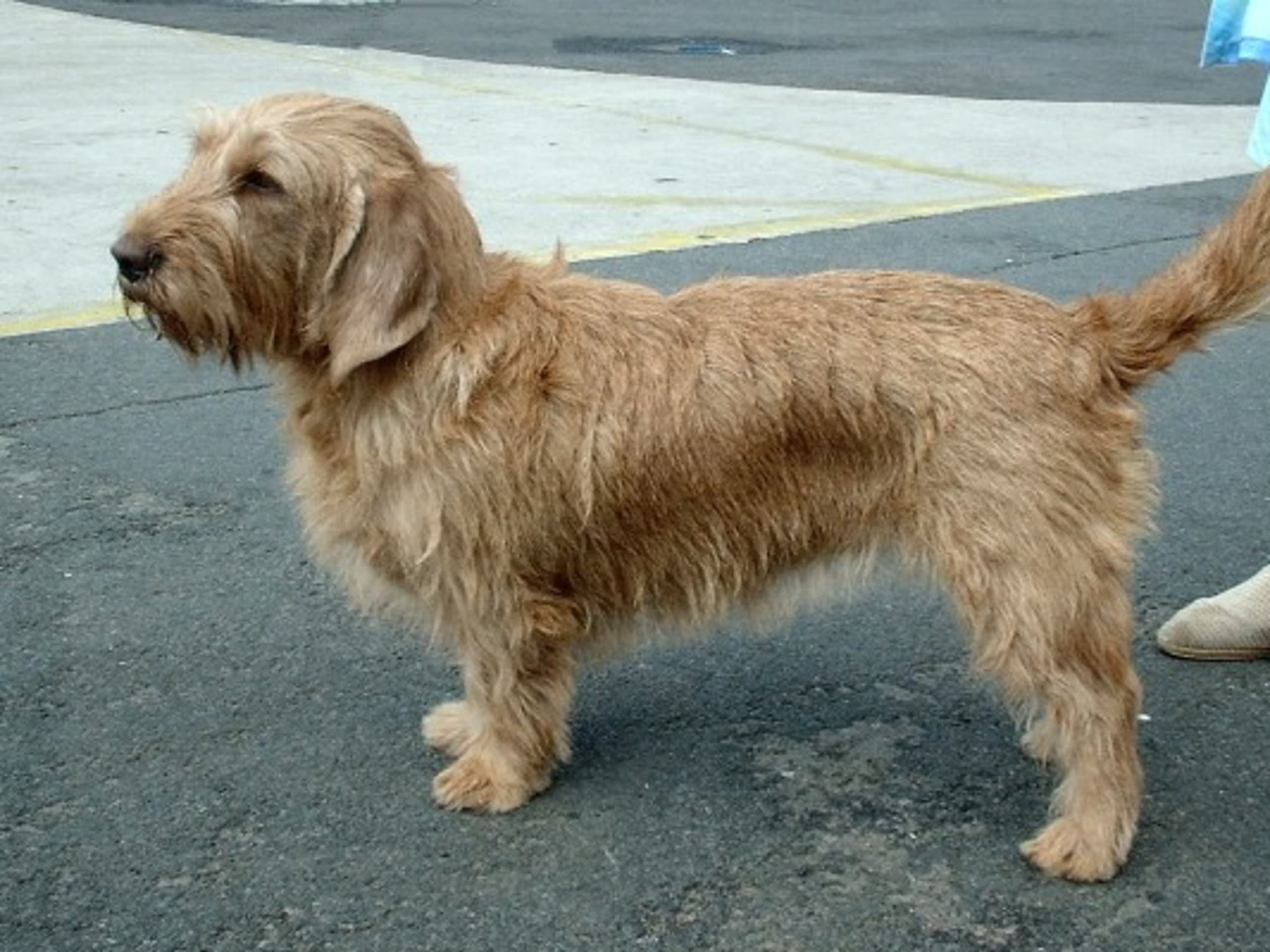 Basset fauve de Bretagne
