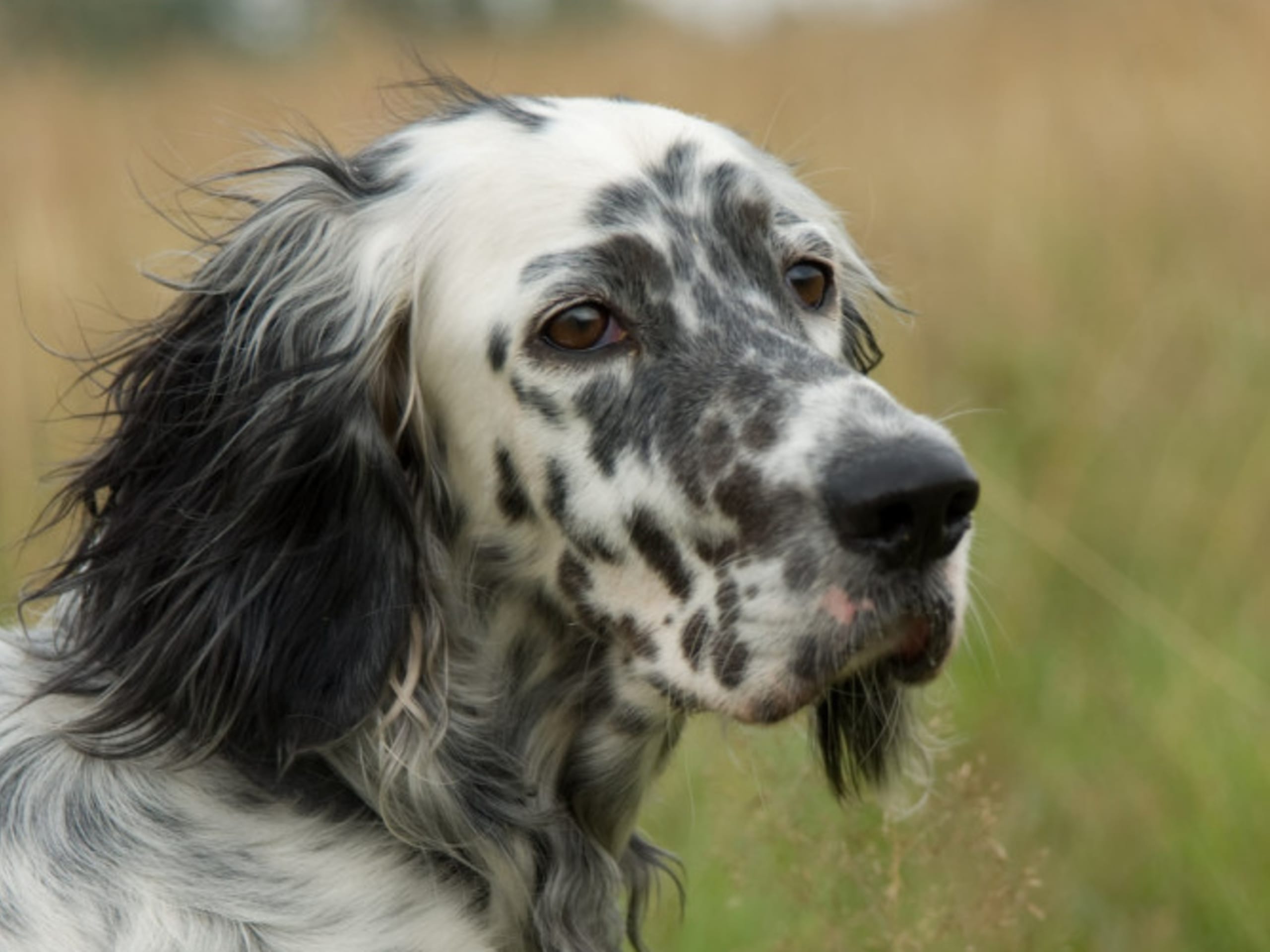 Engelsk setter