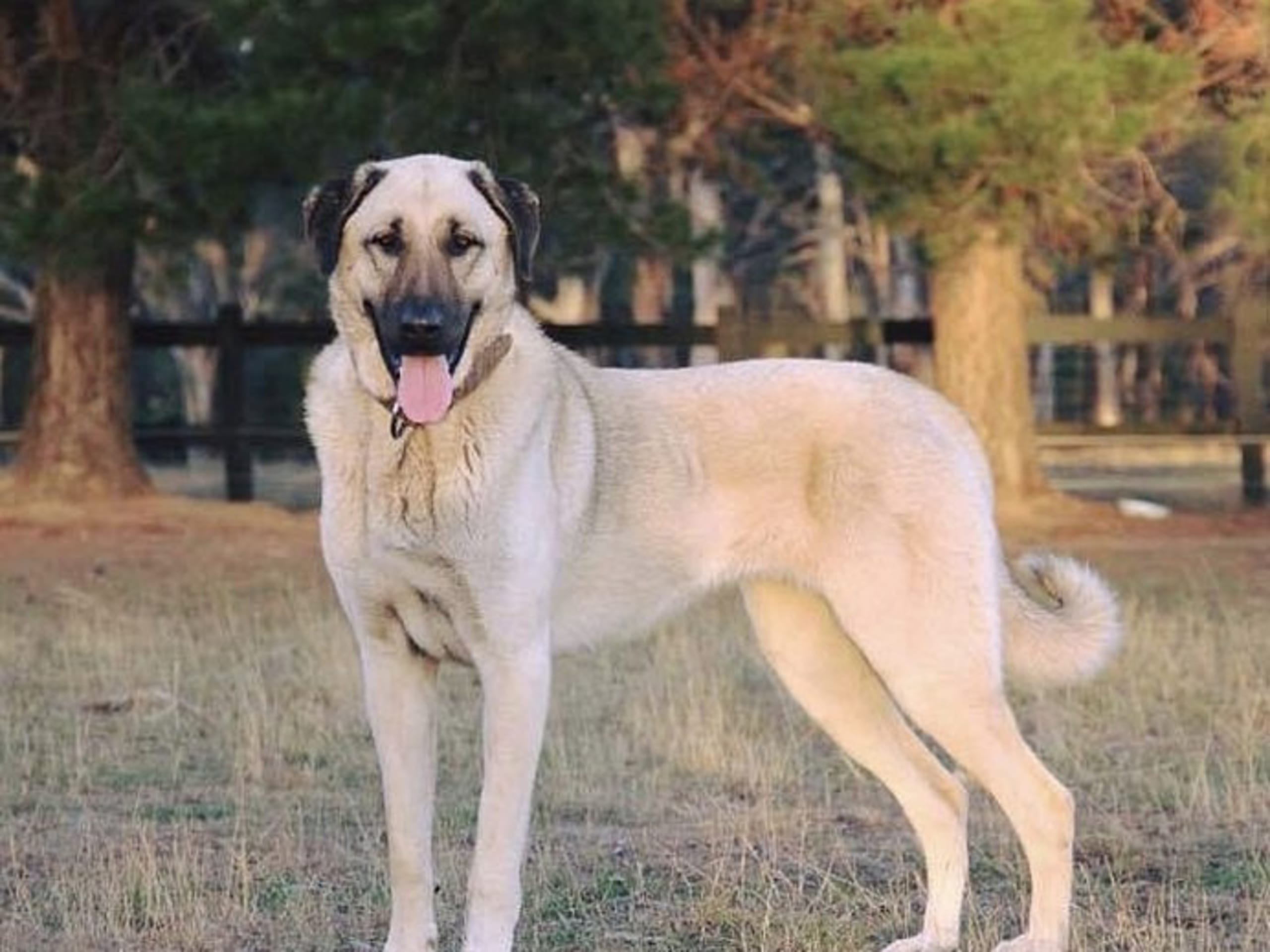 Kangal çoban köpegi