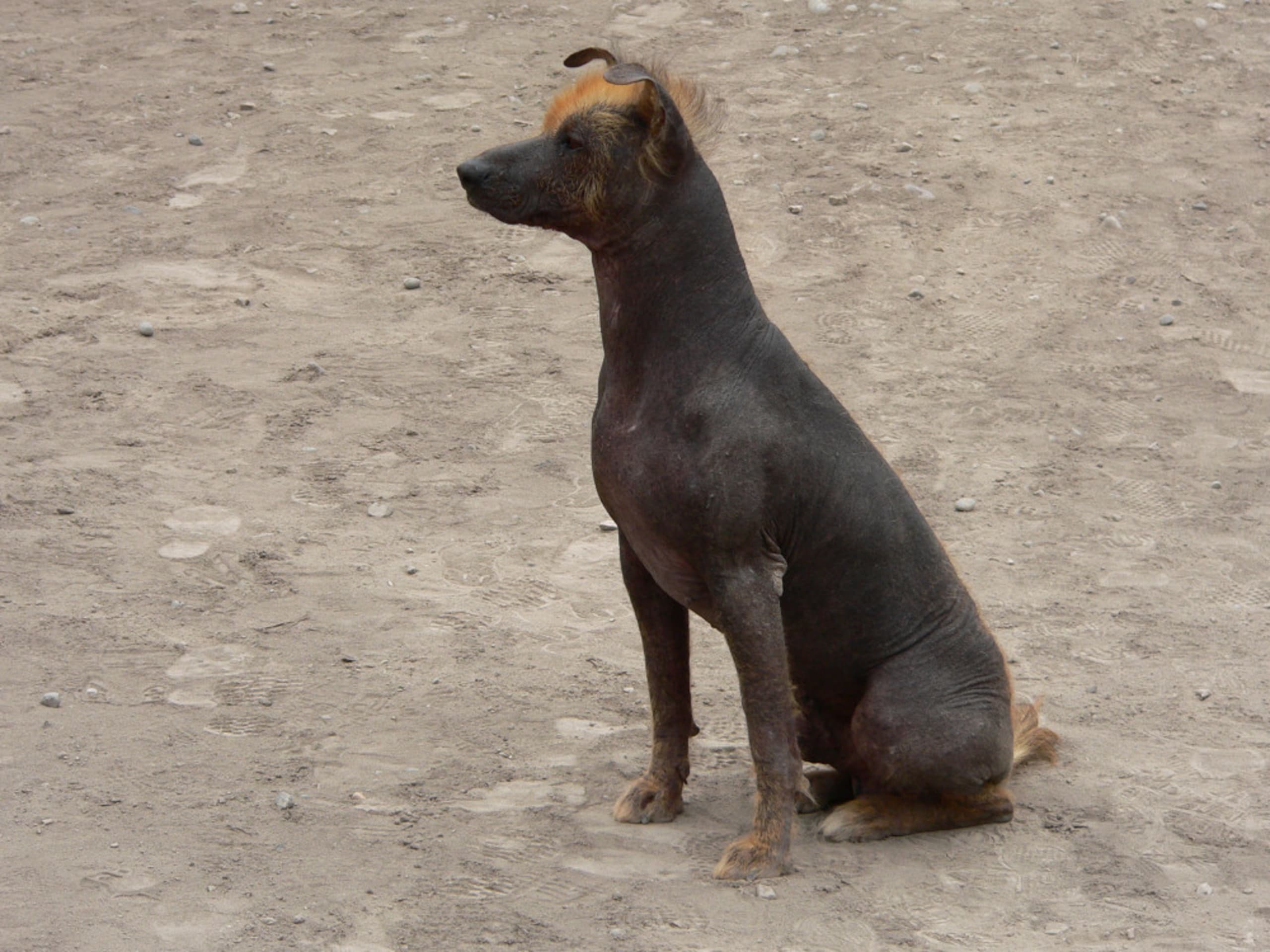 Perro sin pelo del perú
