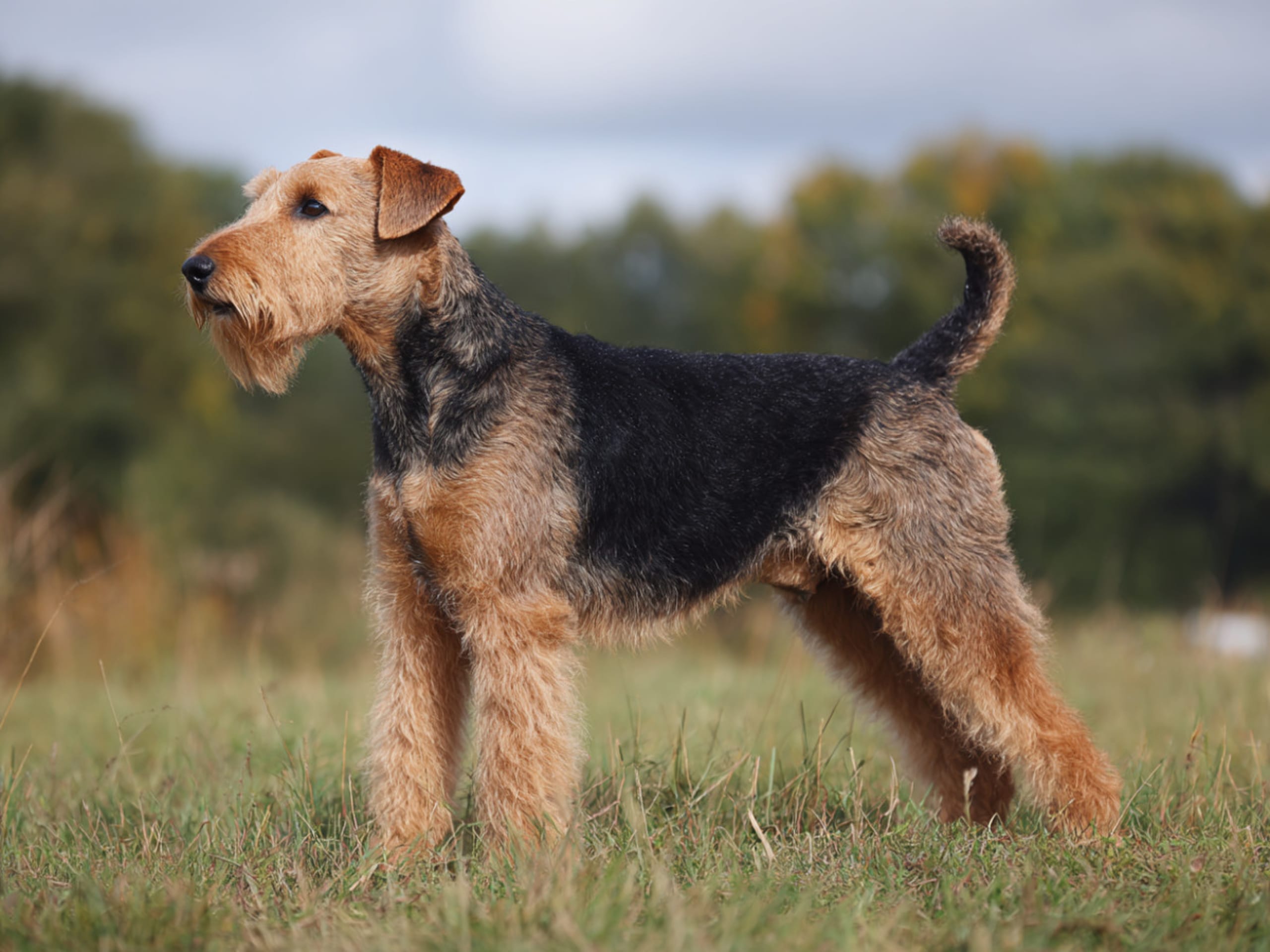 Welsh terrier