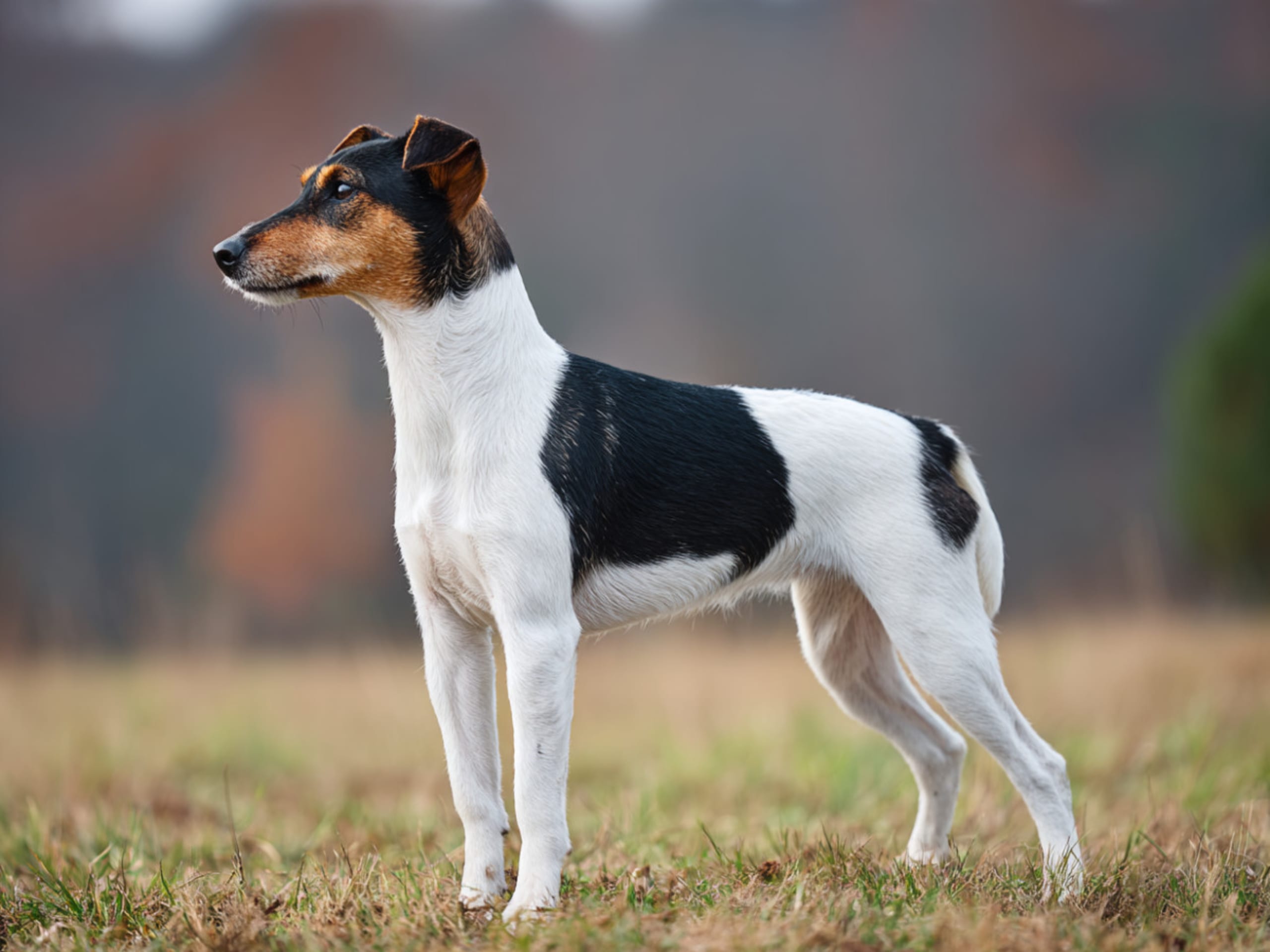 Släthårig foxterrier