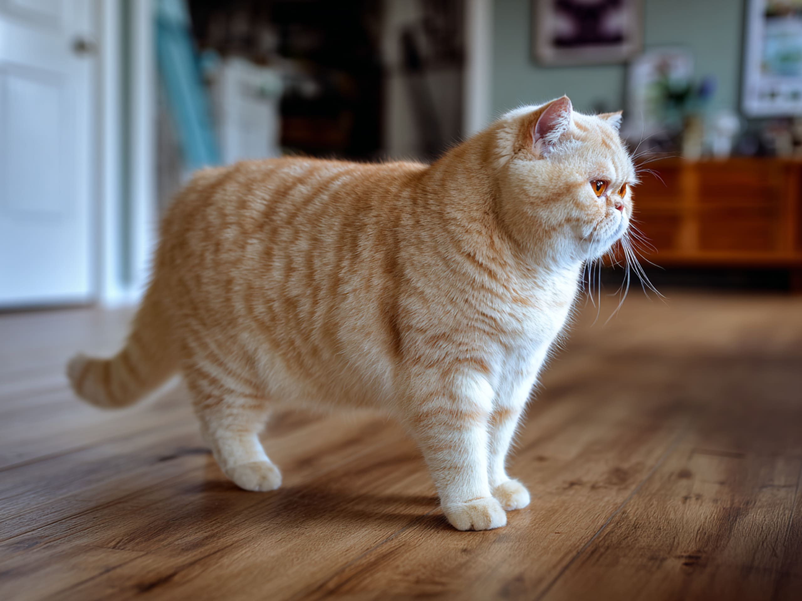 Exotic Shorthair
