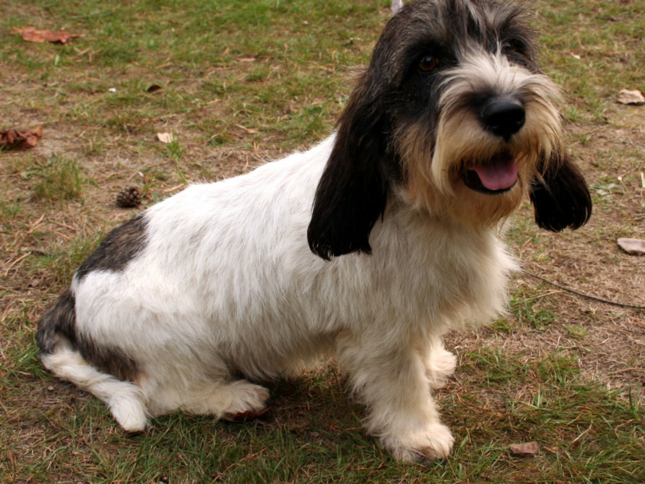 Petit basset griffon vendéen