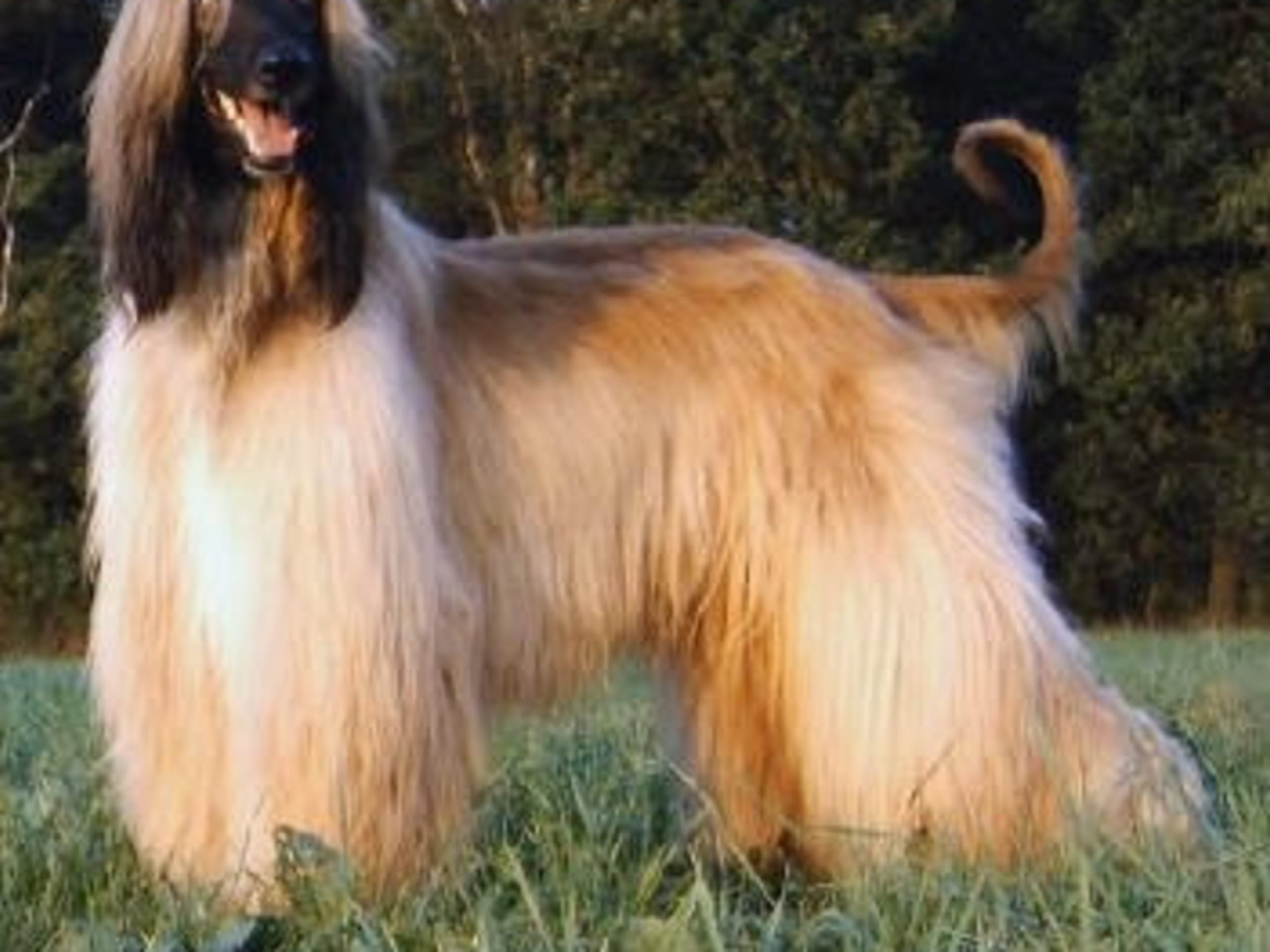 Afghan Hound