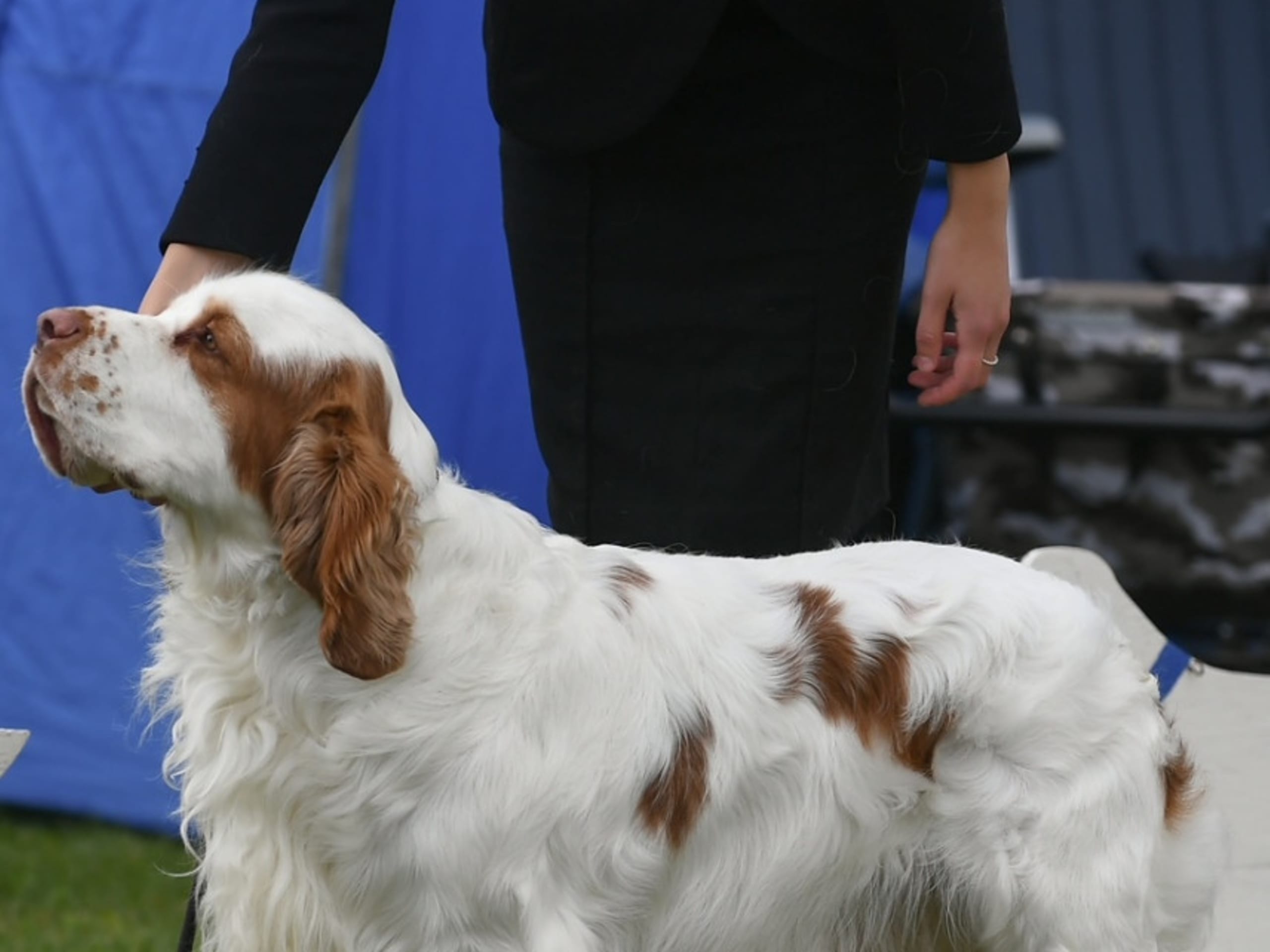 Clumber spaniel