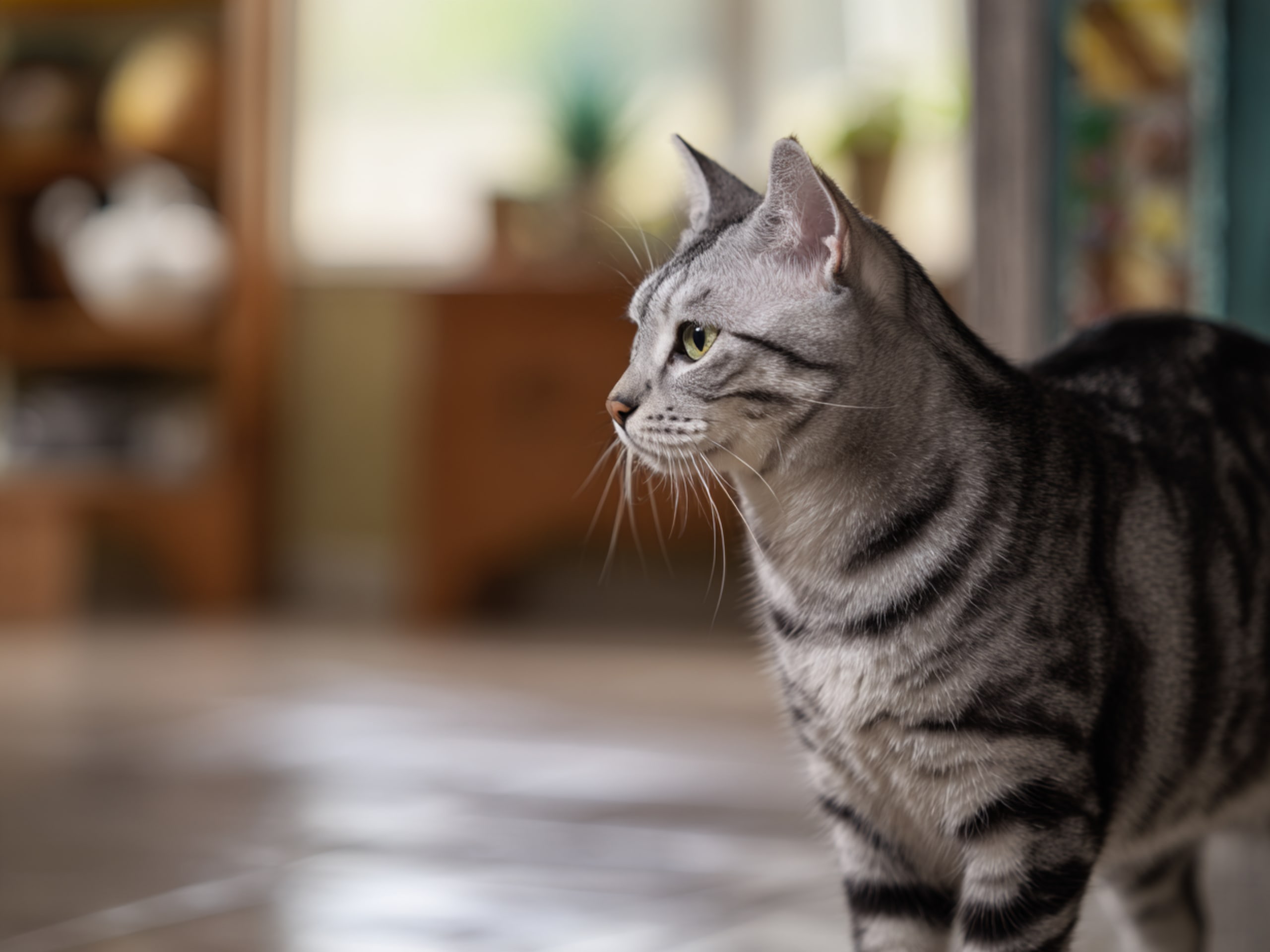 American shorthair