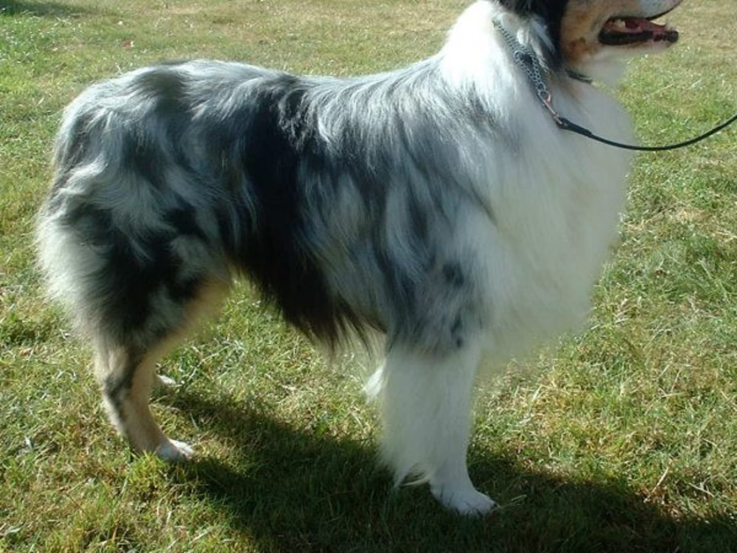 Australian shepherd