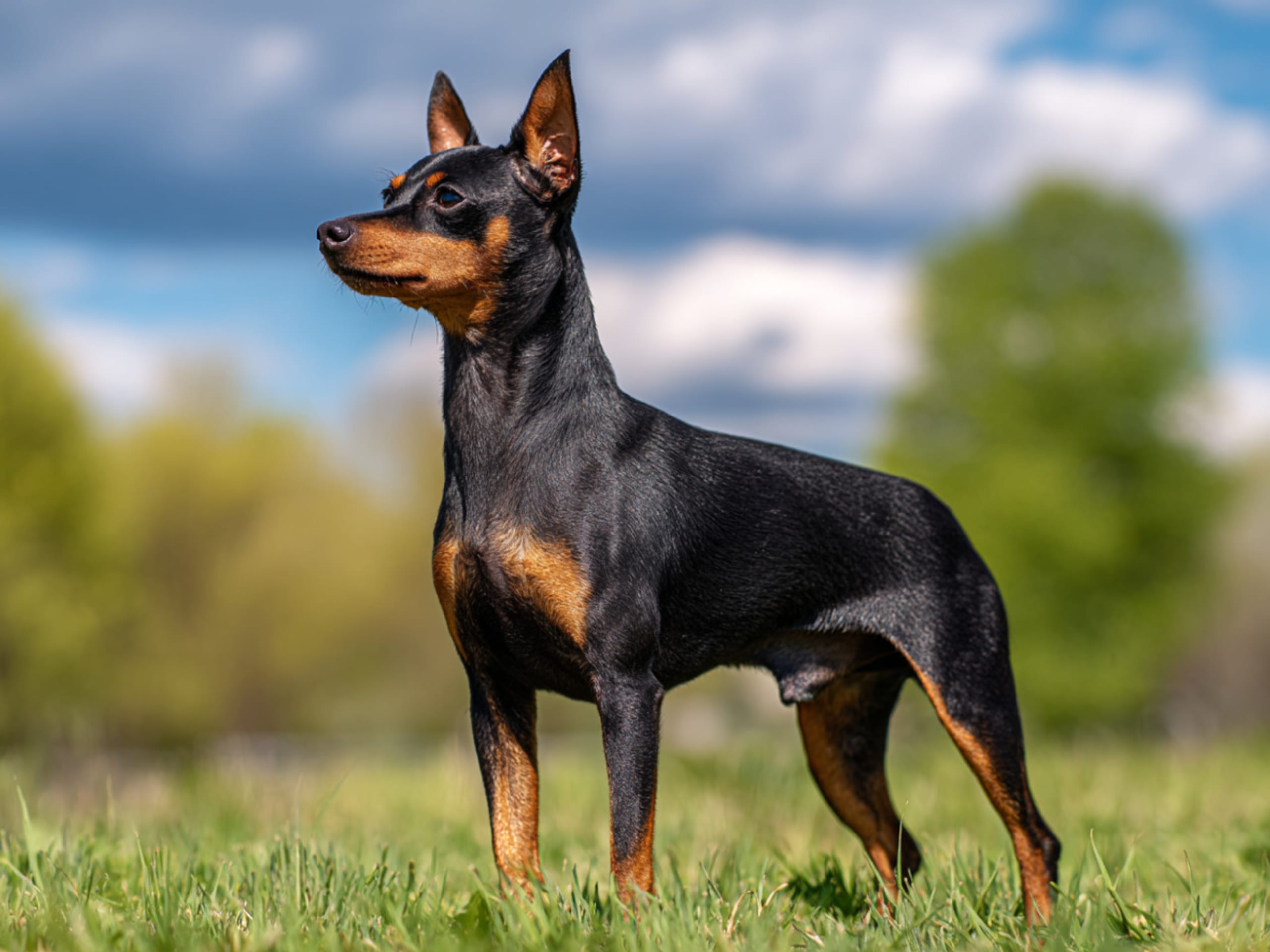 Miniature Pinscher