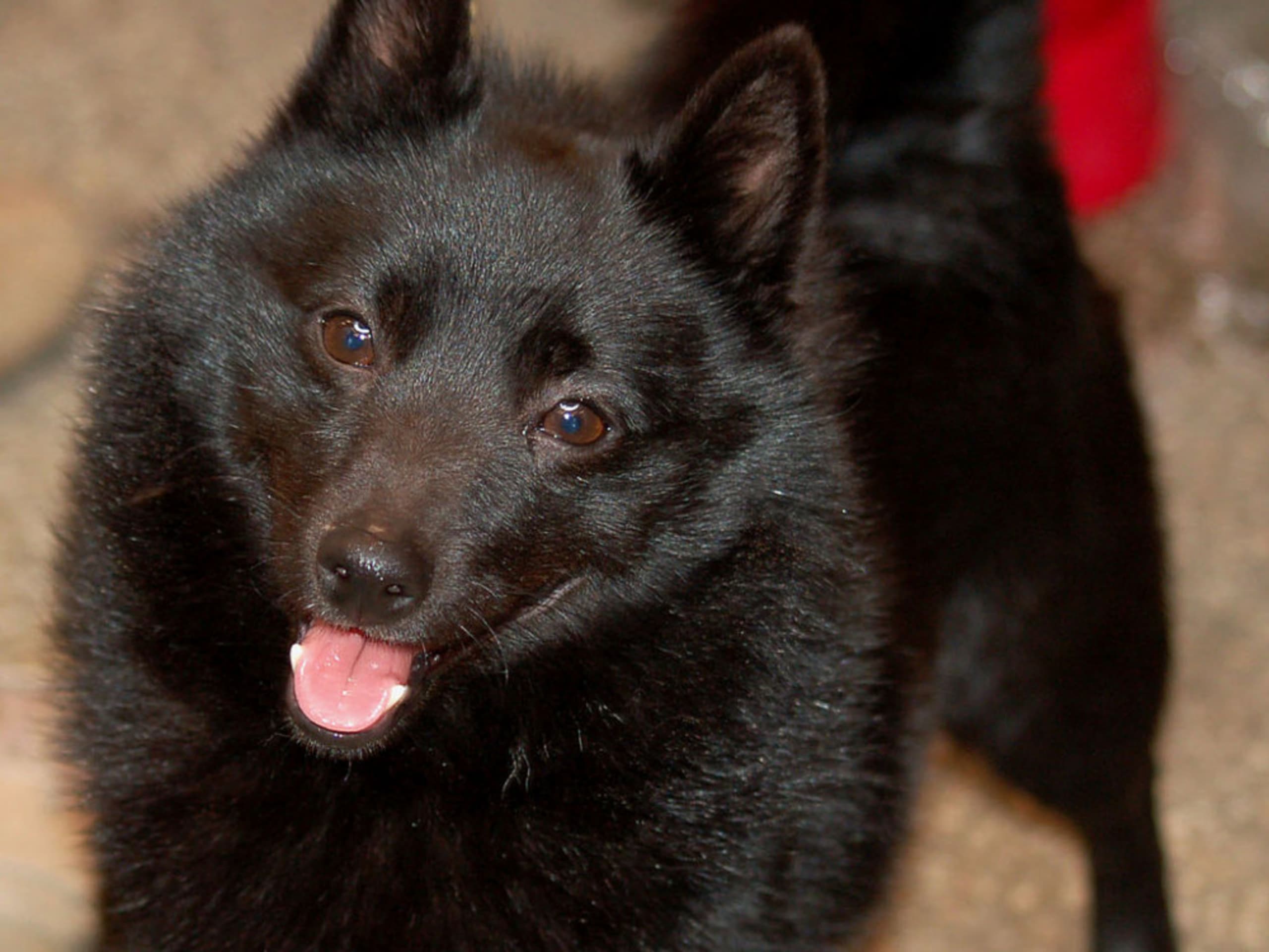 Schipperke