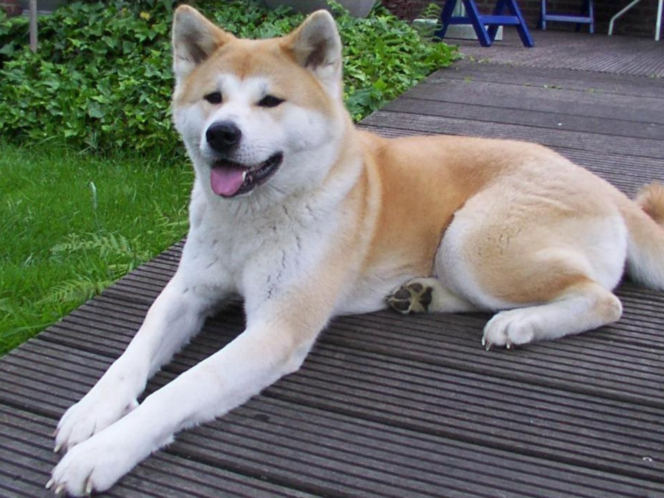 Akita