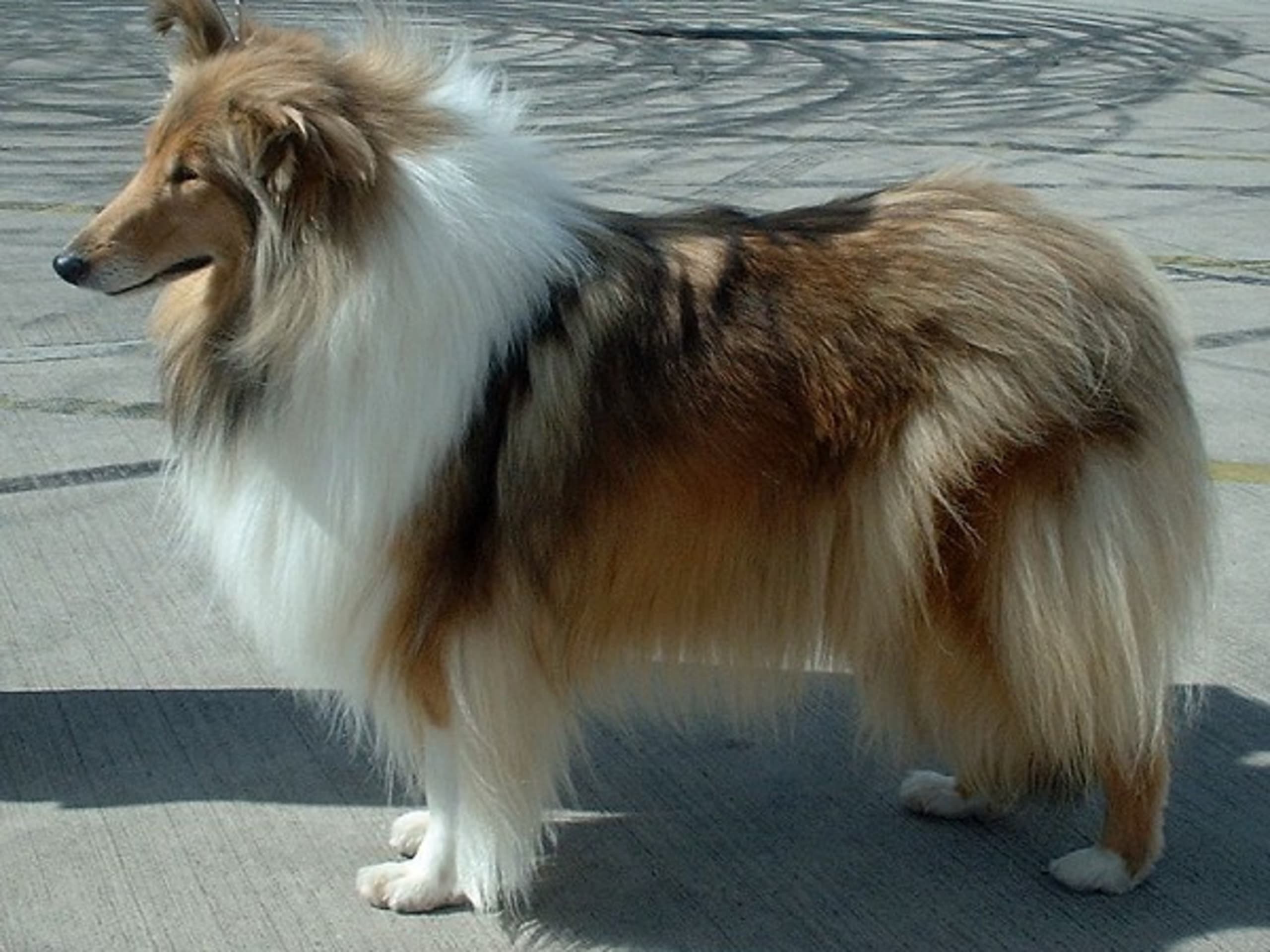 Collie