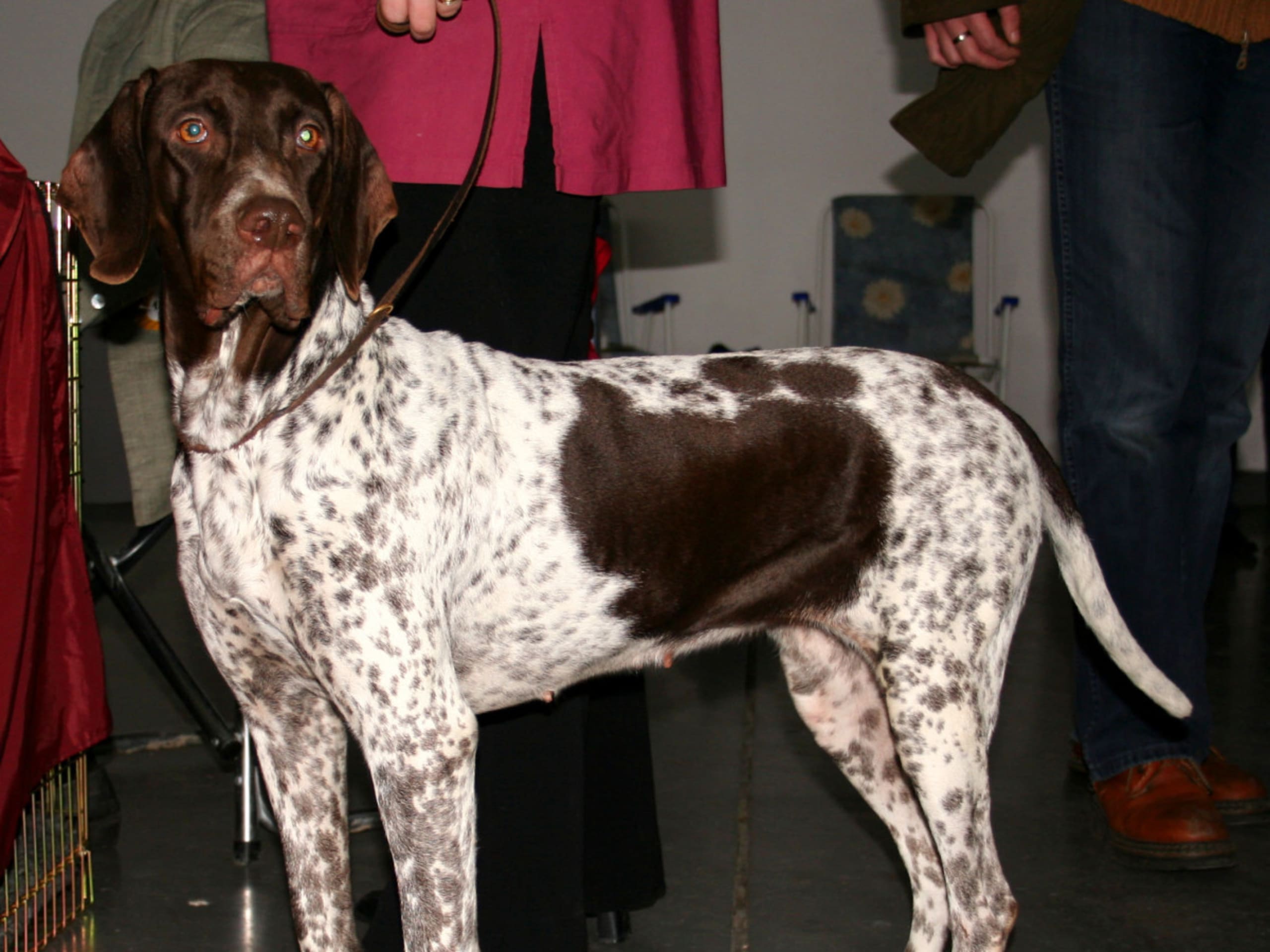 Old Danish Pointing Dog