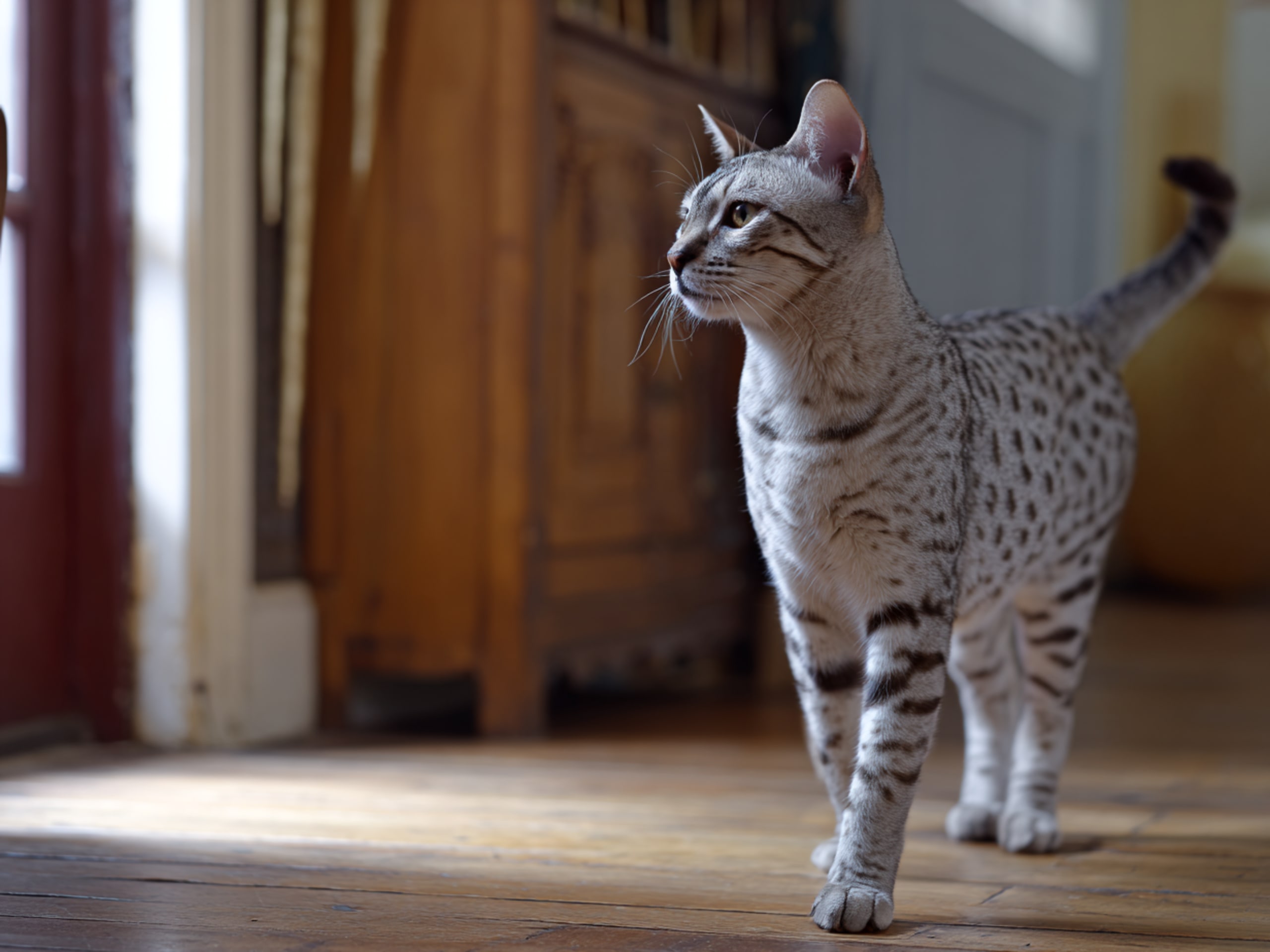 Egyptian Mau