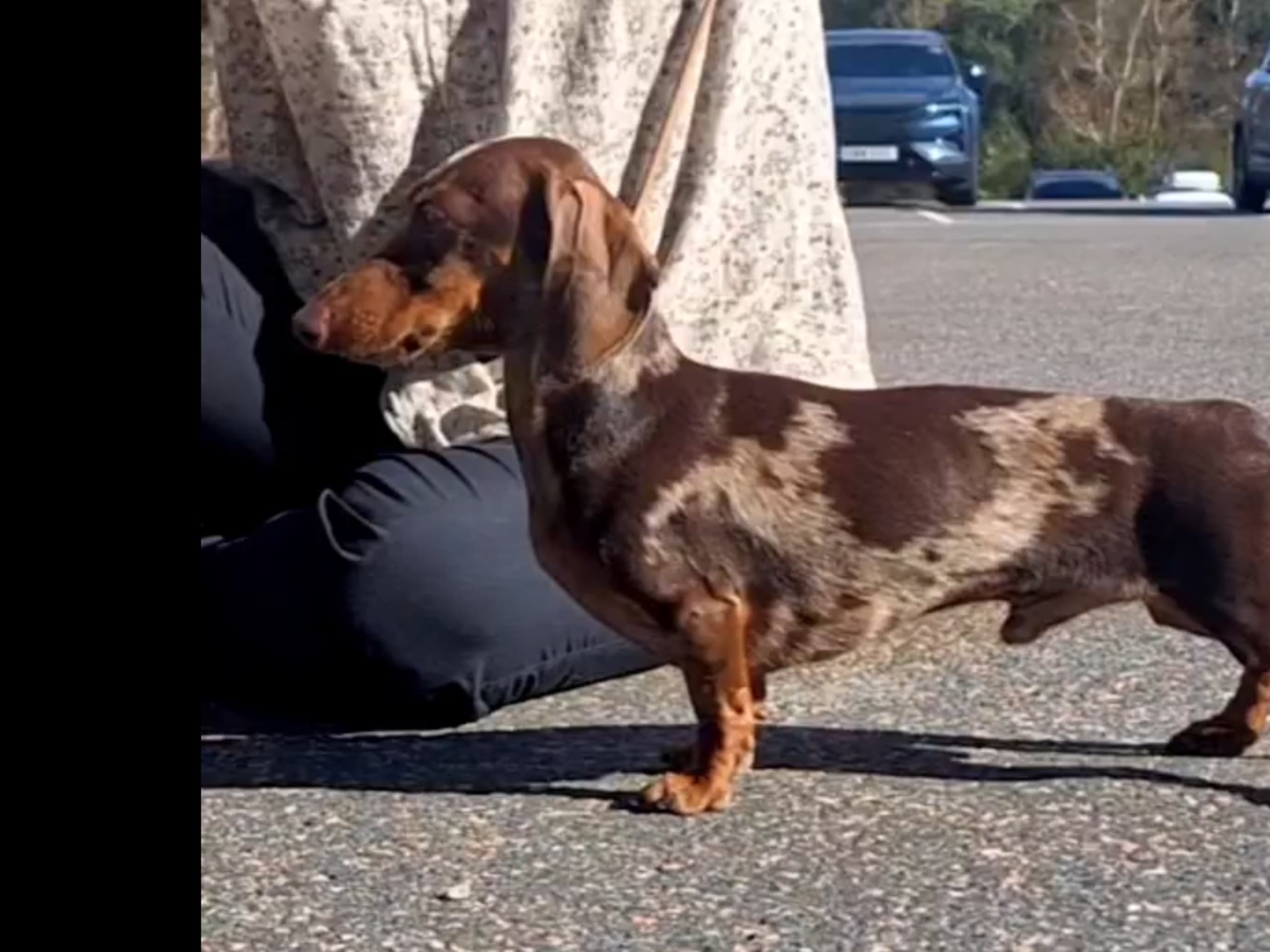 SE12956/2023 Warlock's Jackson Pollock