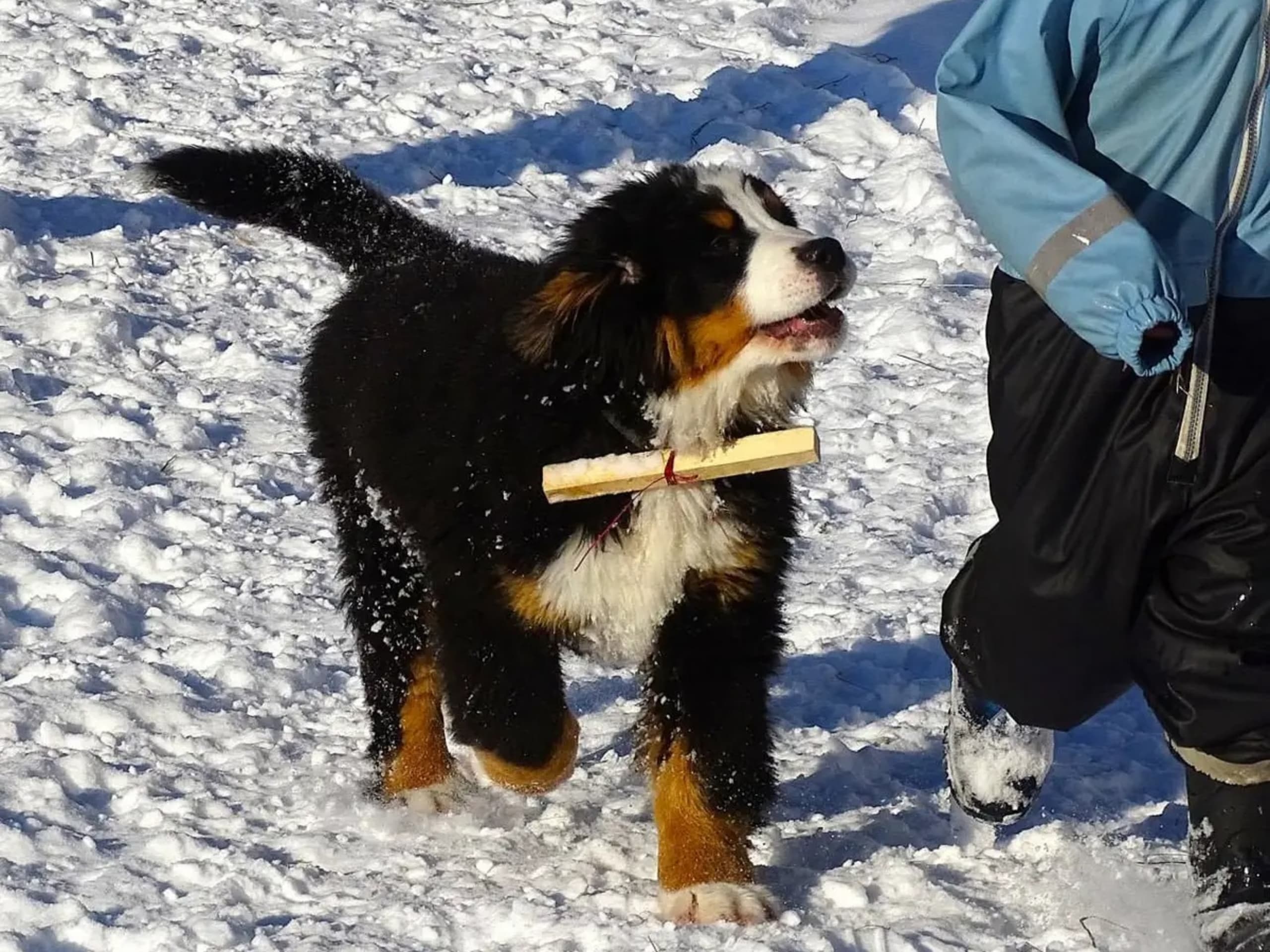 Berner sennenhund · 2025-11-14 · Överkalix · Snabelsnutens Hus