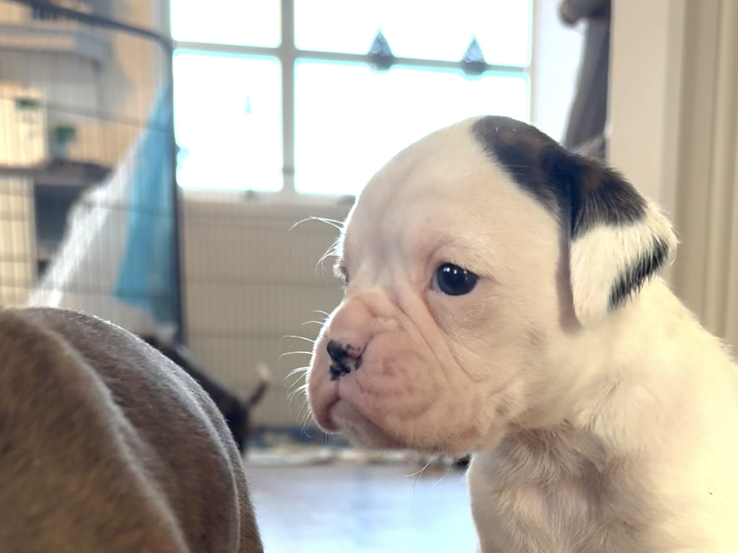 Boxer