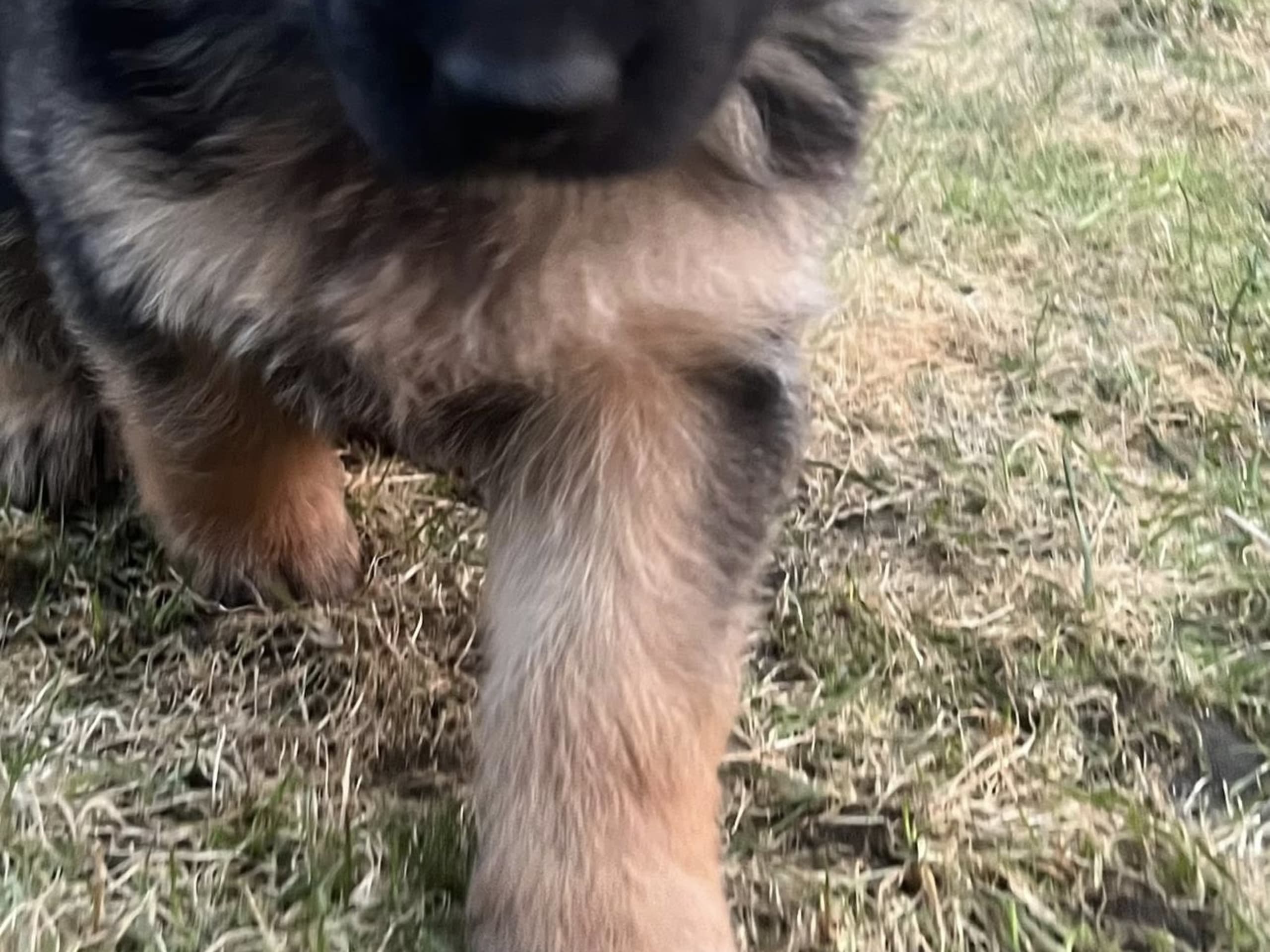 German Shepherd Dog · 2026-02-12 · Falkenberg · Karin M.