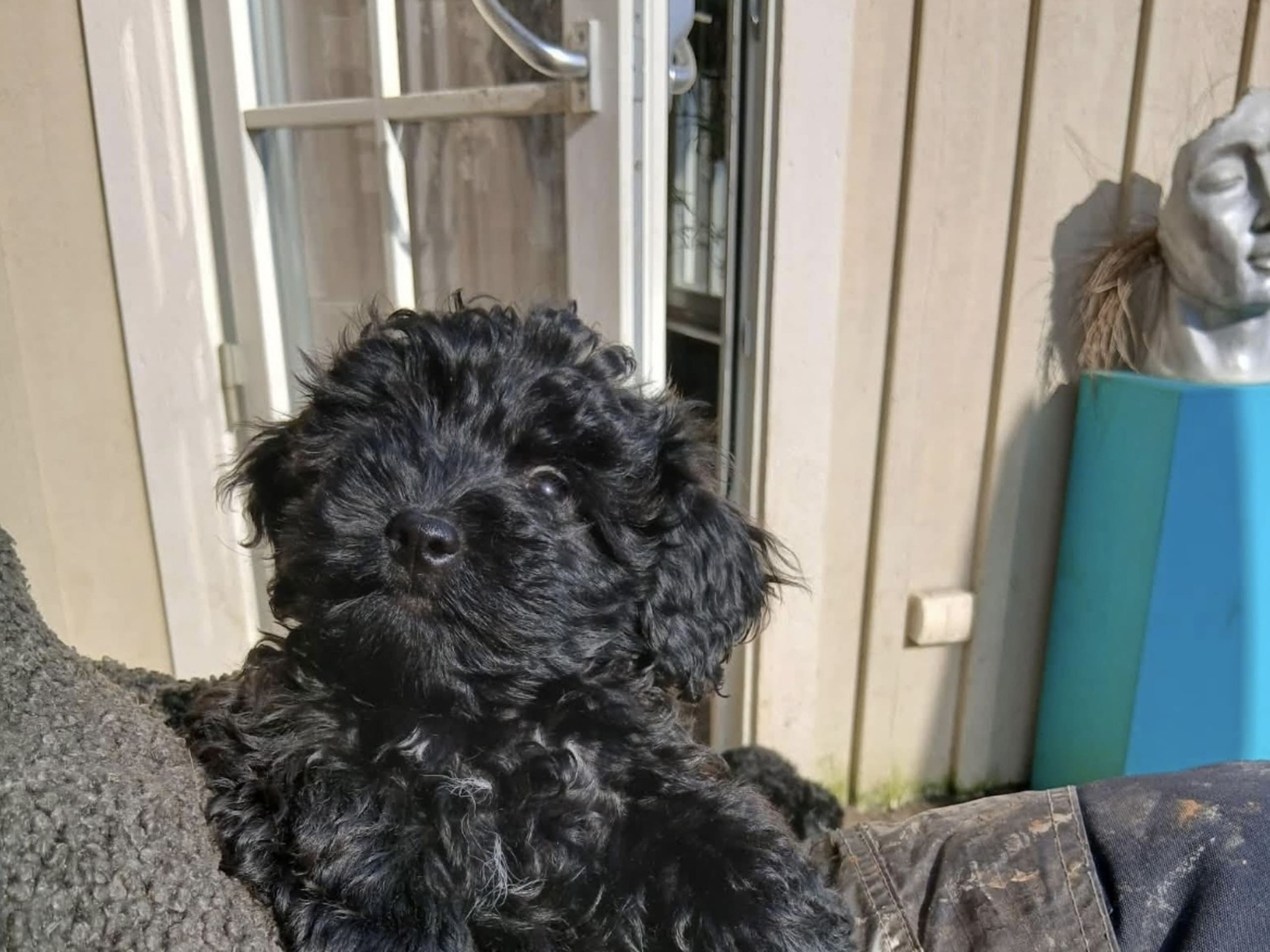 Maltipoo