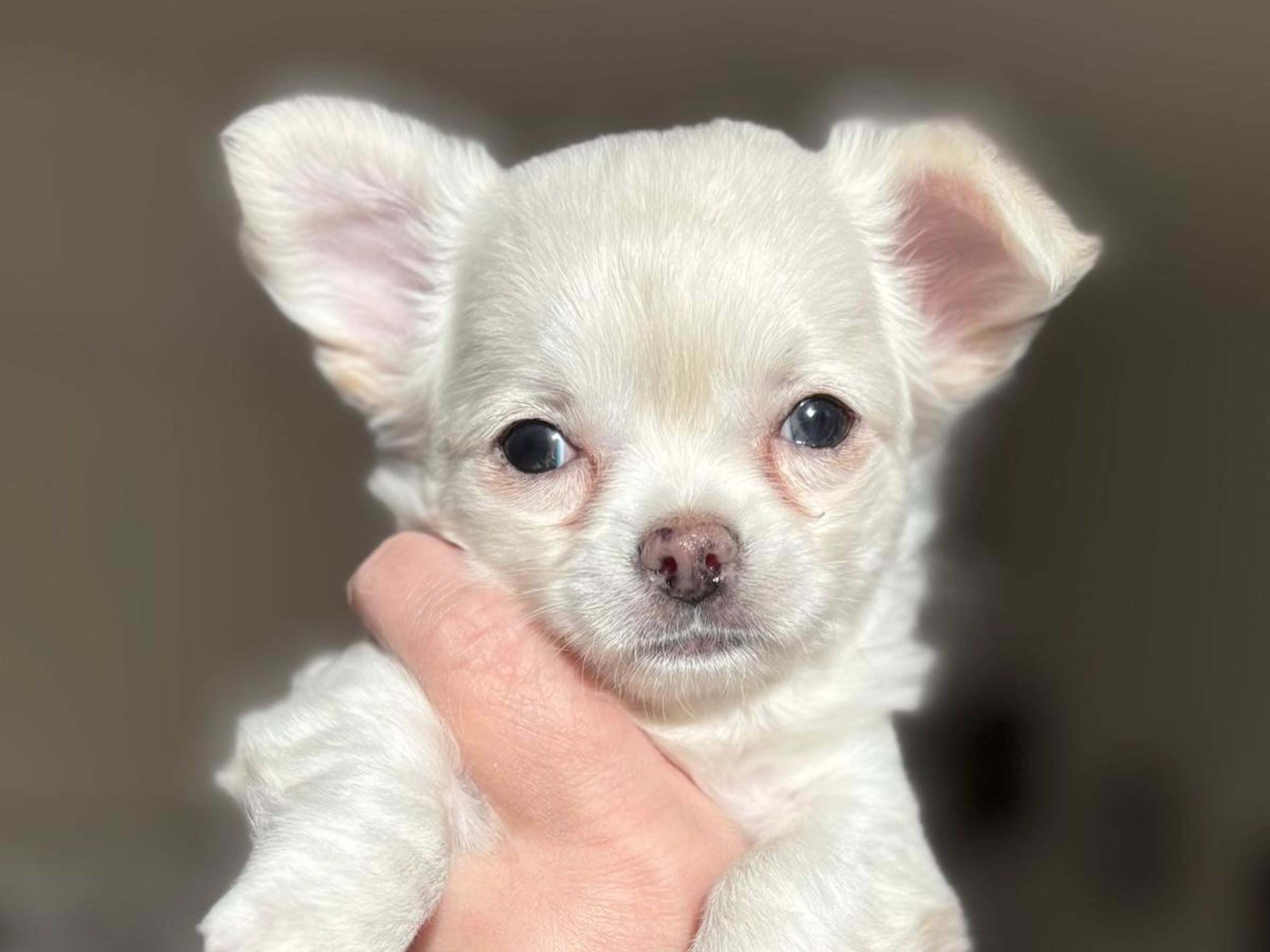 Chihuahua · 2026-01-29 · Bålsta · Minna L.