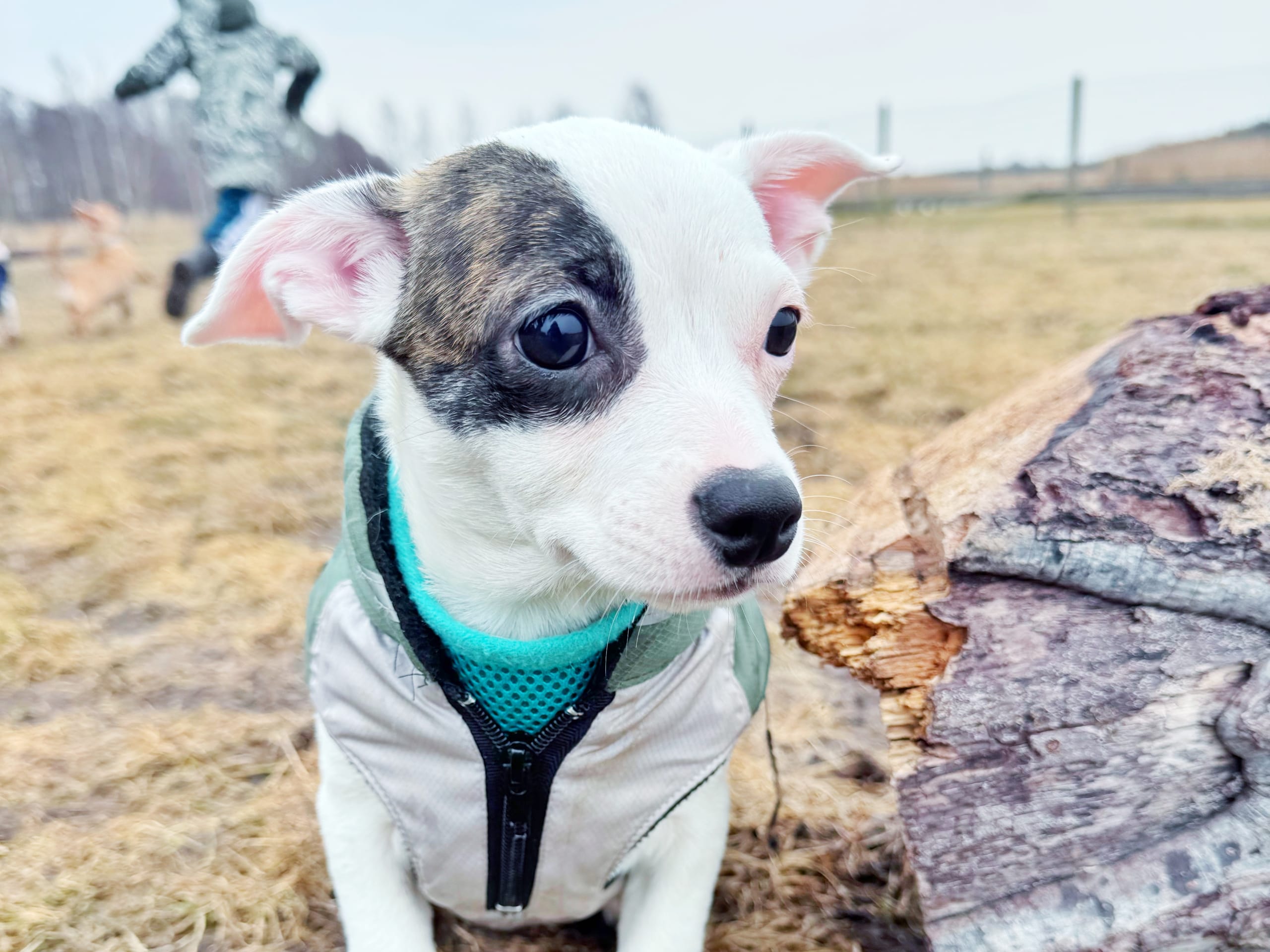 Chihuahua/Amrican bully · 2025-11-11 · Trosa · Anette S.