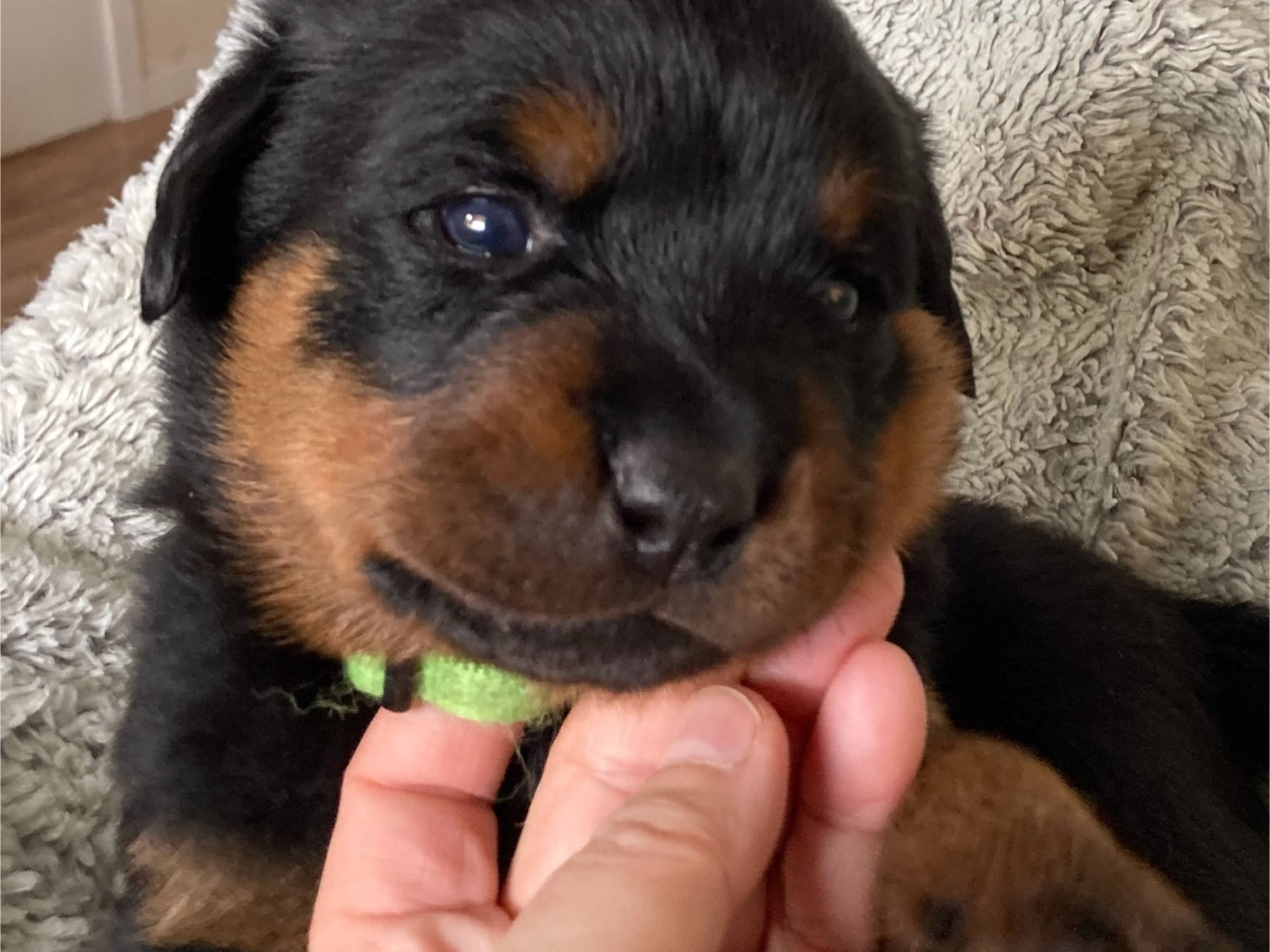Rottweiler · östervåla · Dexline's
