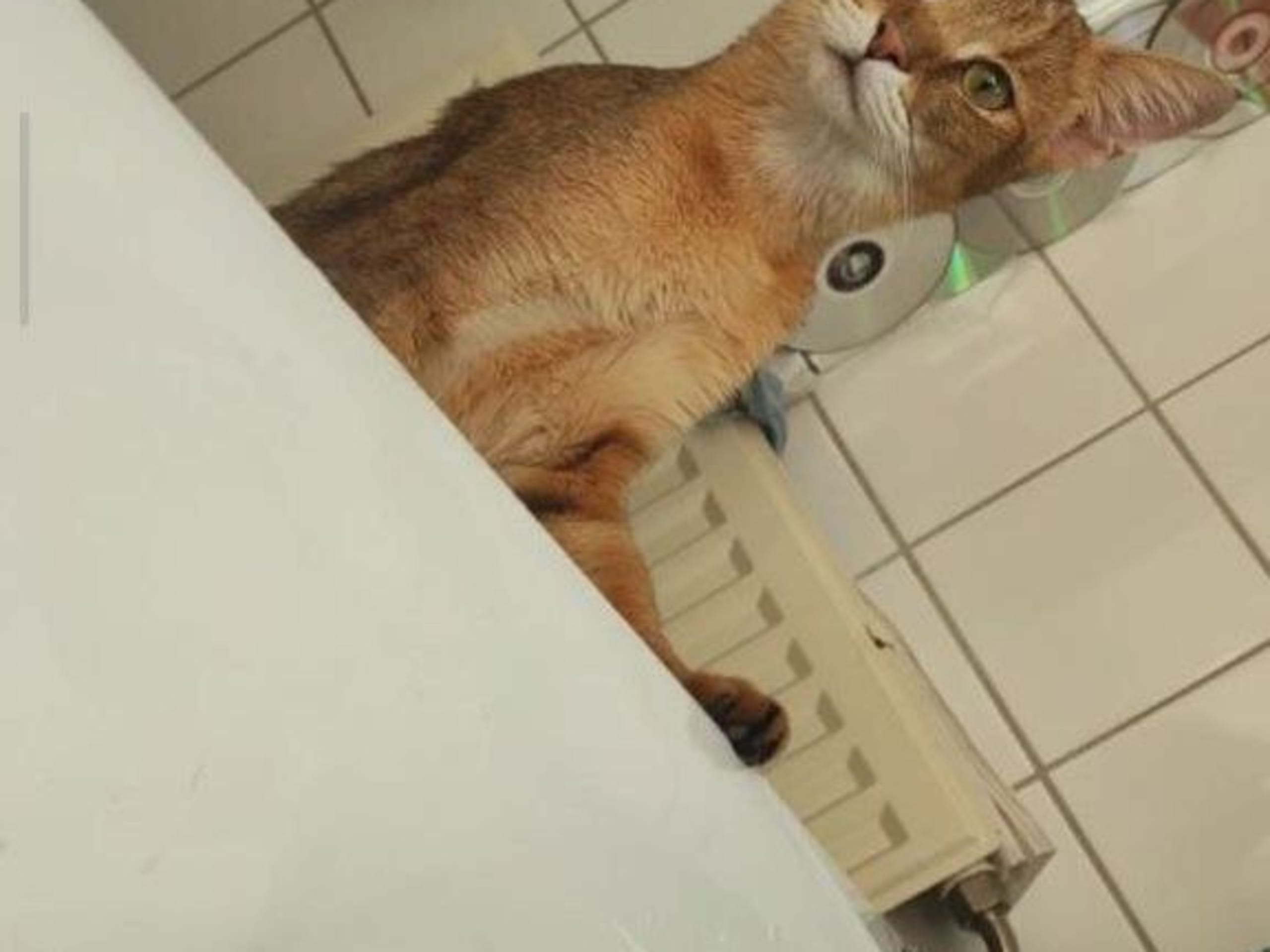 Exotic Shorthair · 2026-02-09 · Hässelby · Divine Dragon