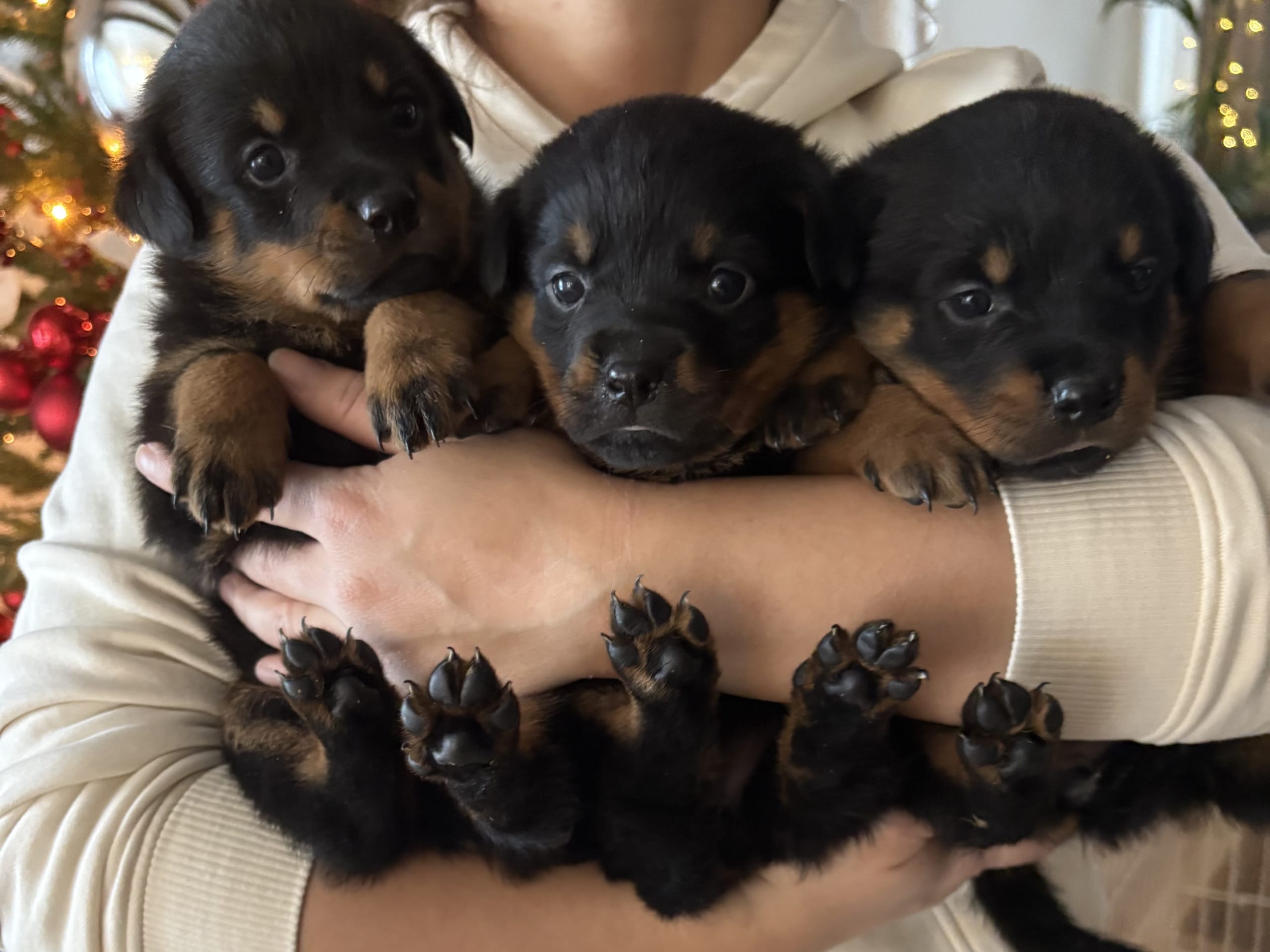Rottweiler