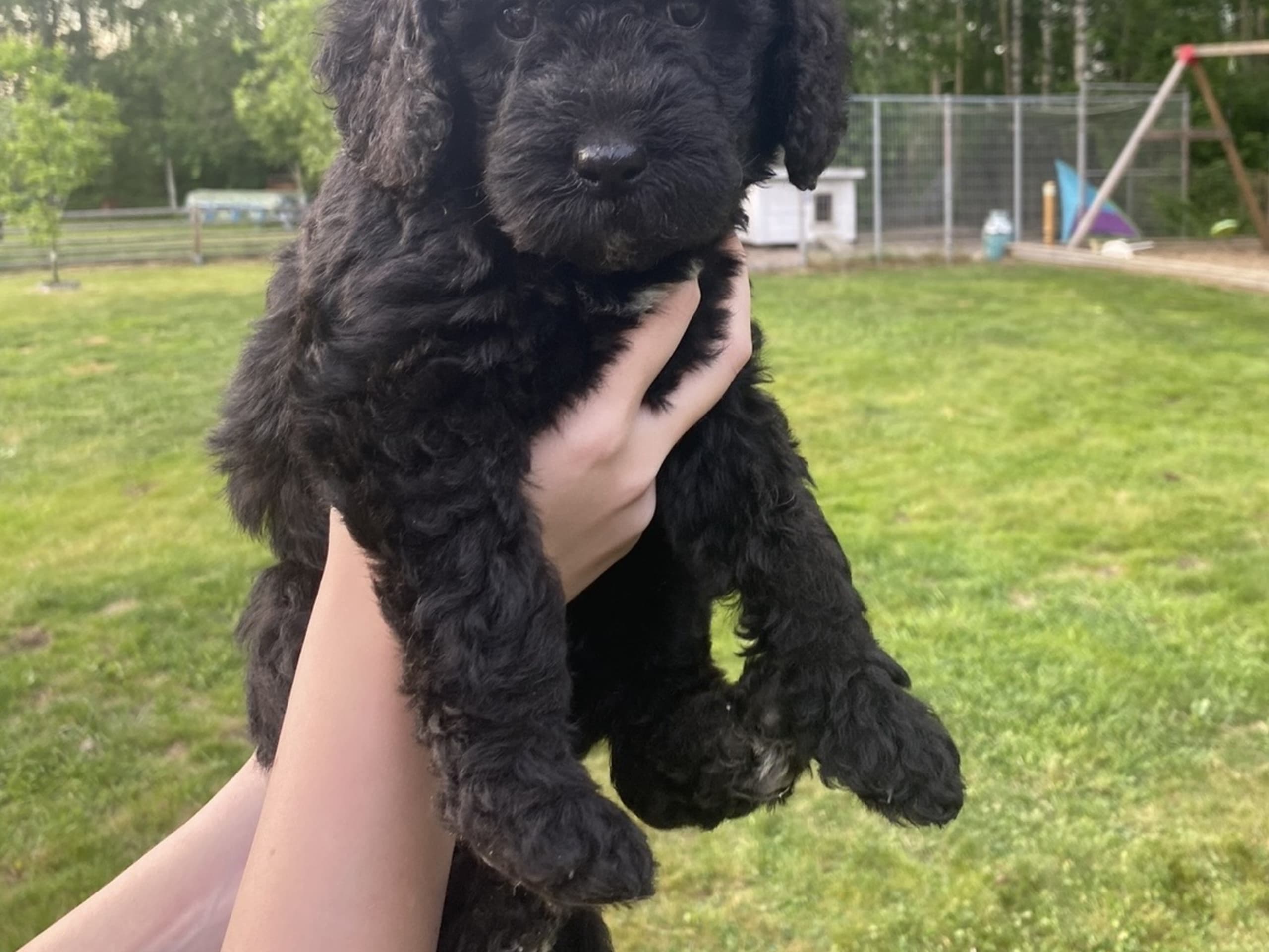 Labradoodle Goldendoodle · 2026-02-07 · Kumla · Malin S.