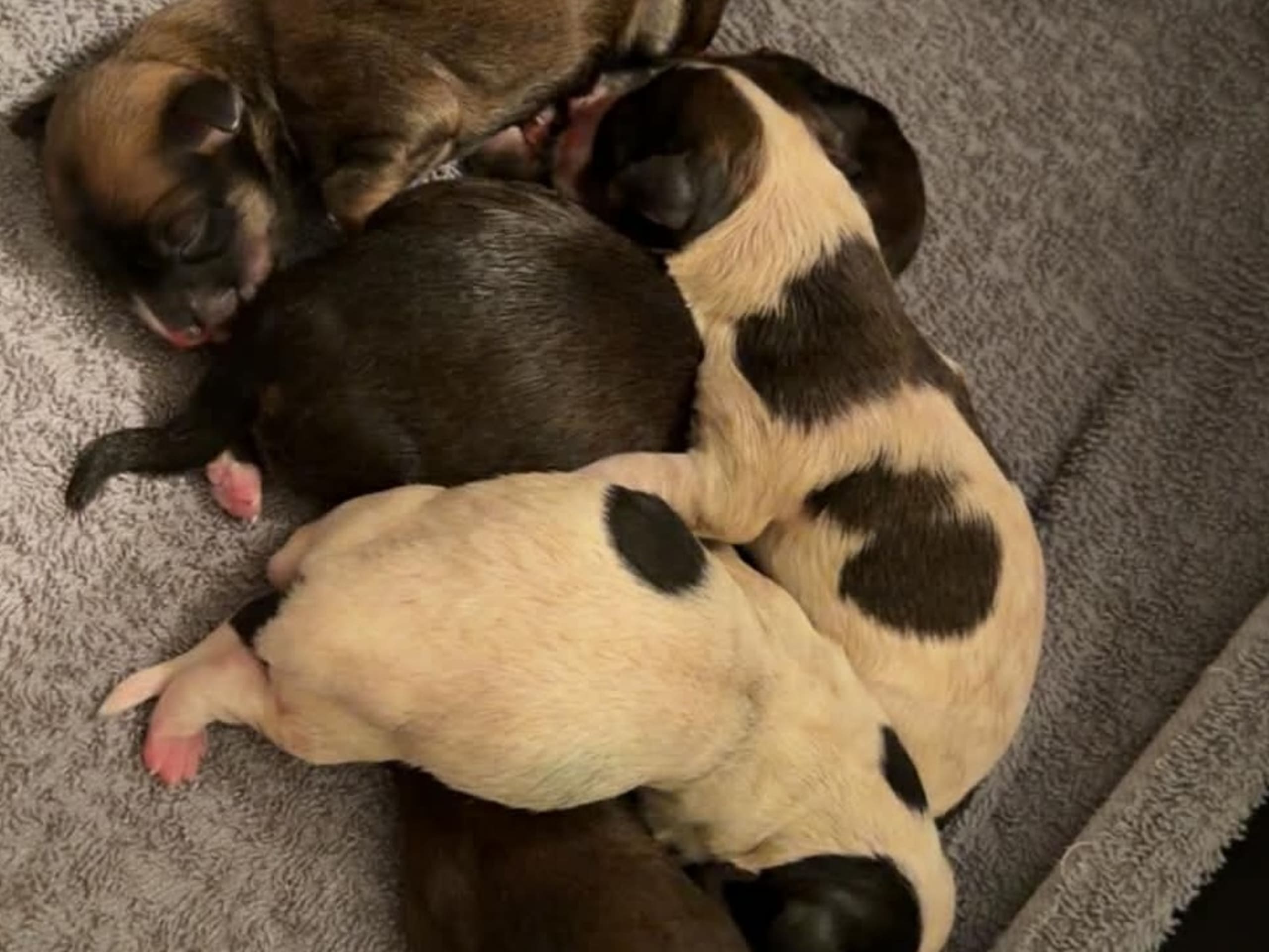 Bichon havanais · 2026-01-04 · Mora · Ek-kvistens kennel